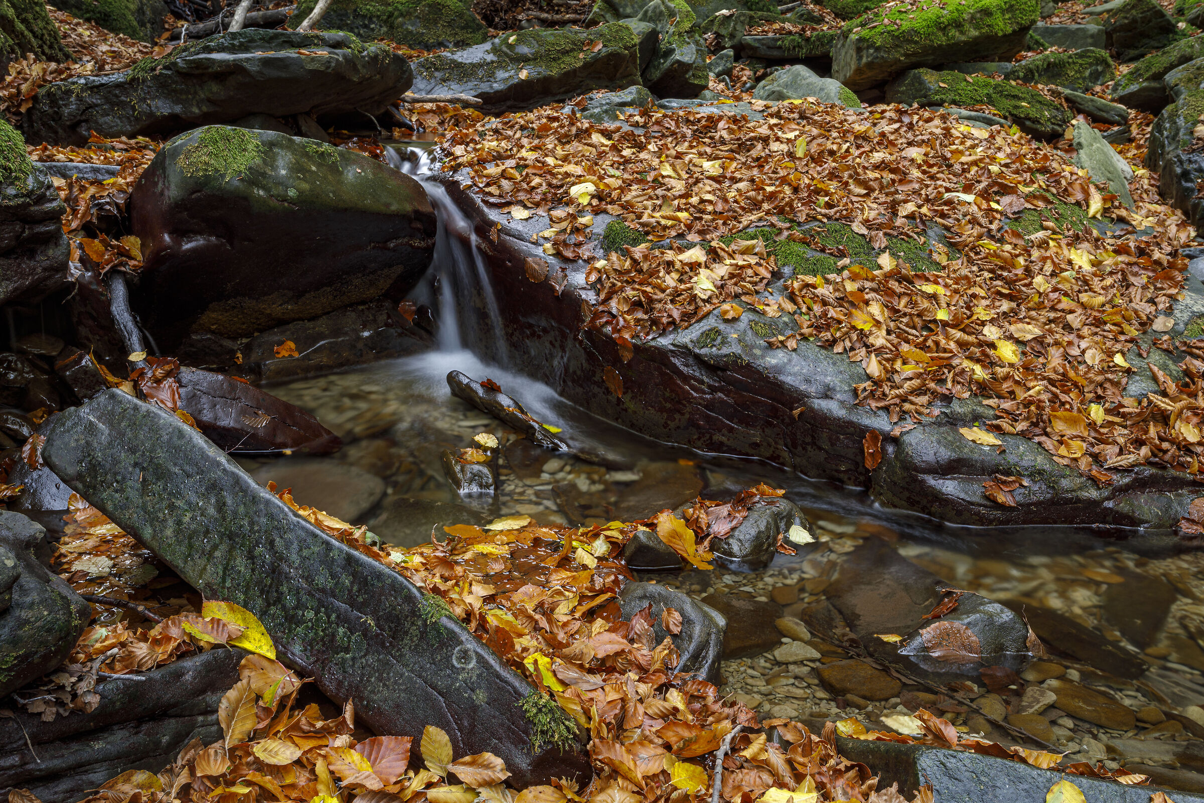 ruscello di foglie 2