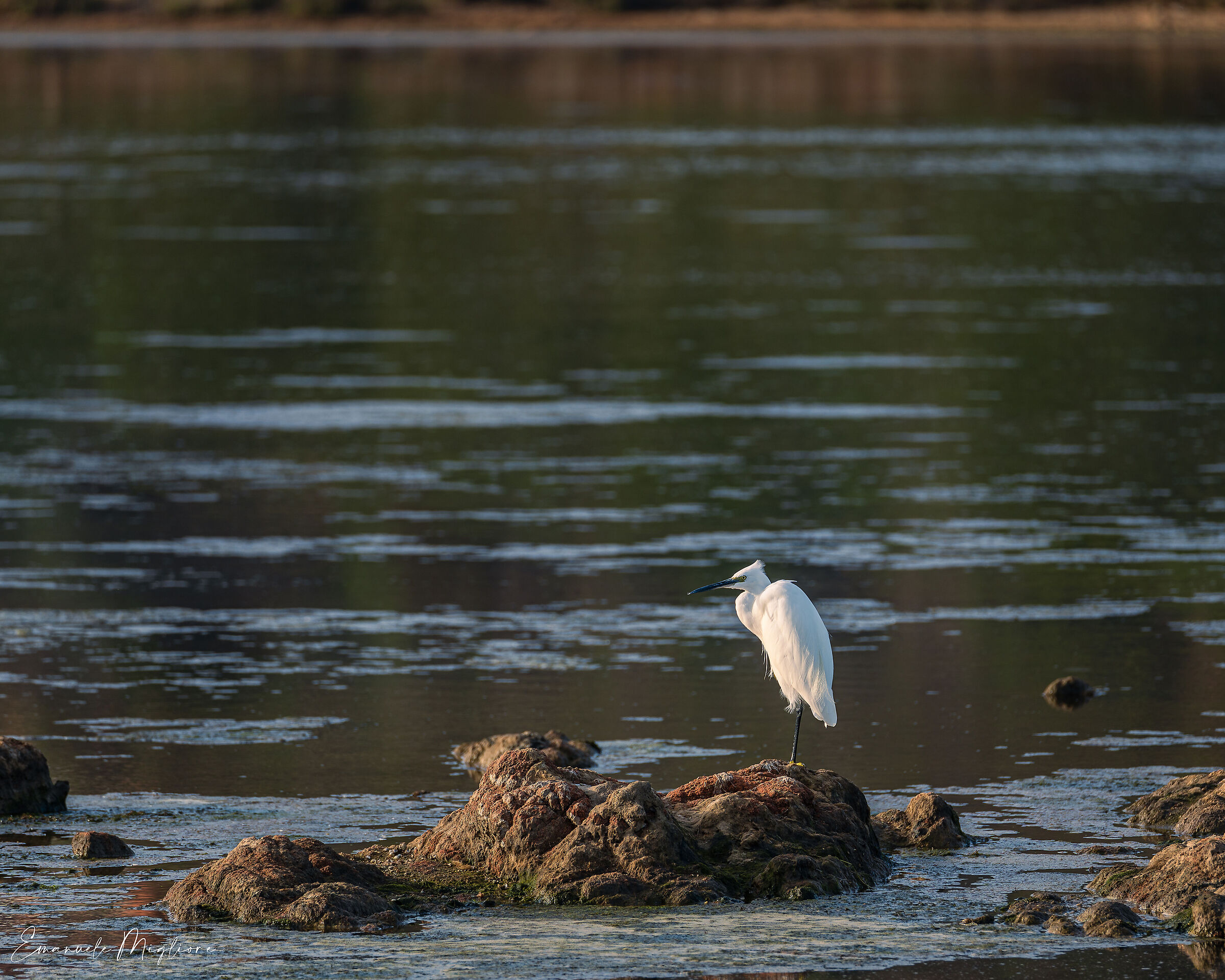 Airone bianco maggiore