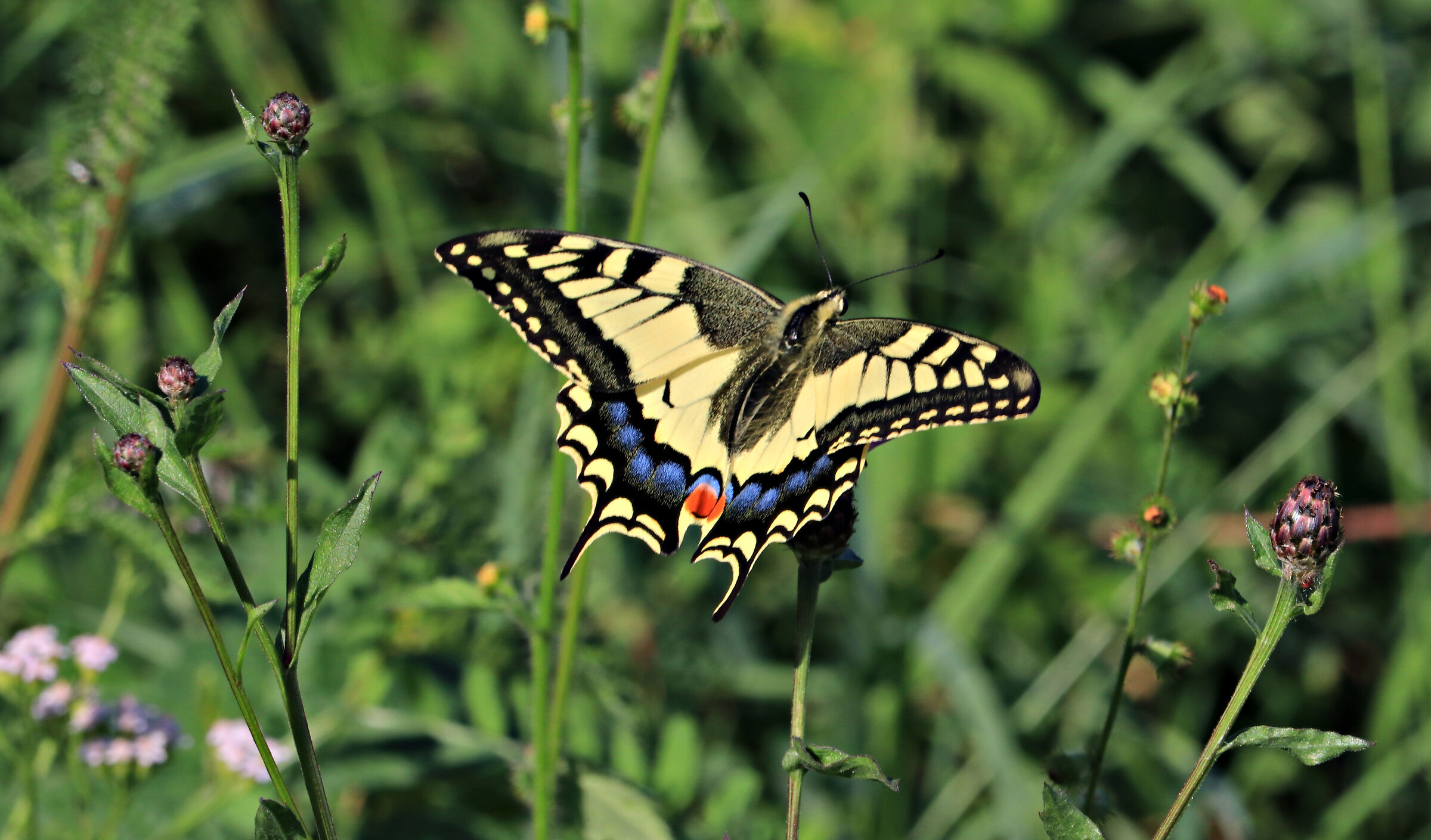 Swallowtail