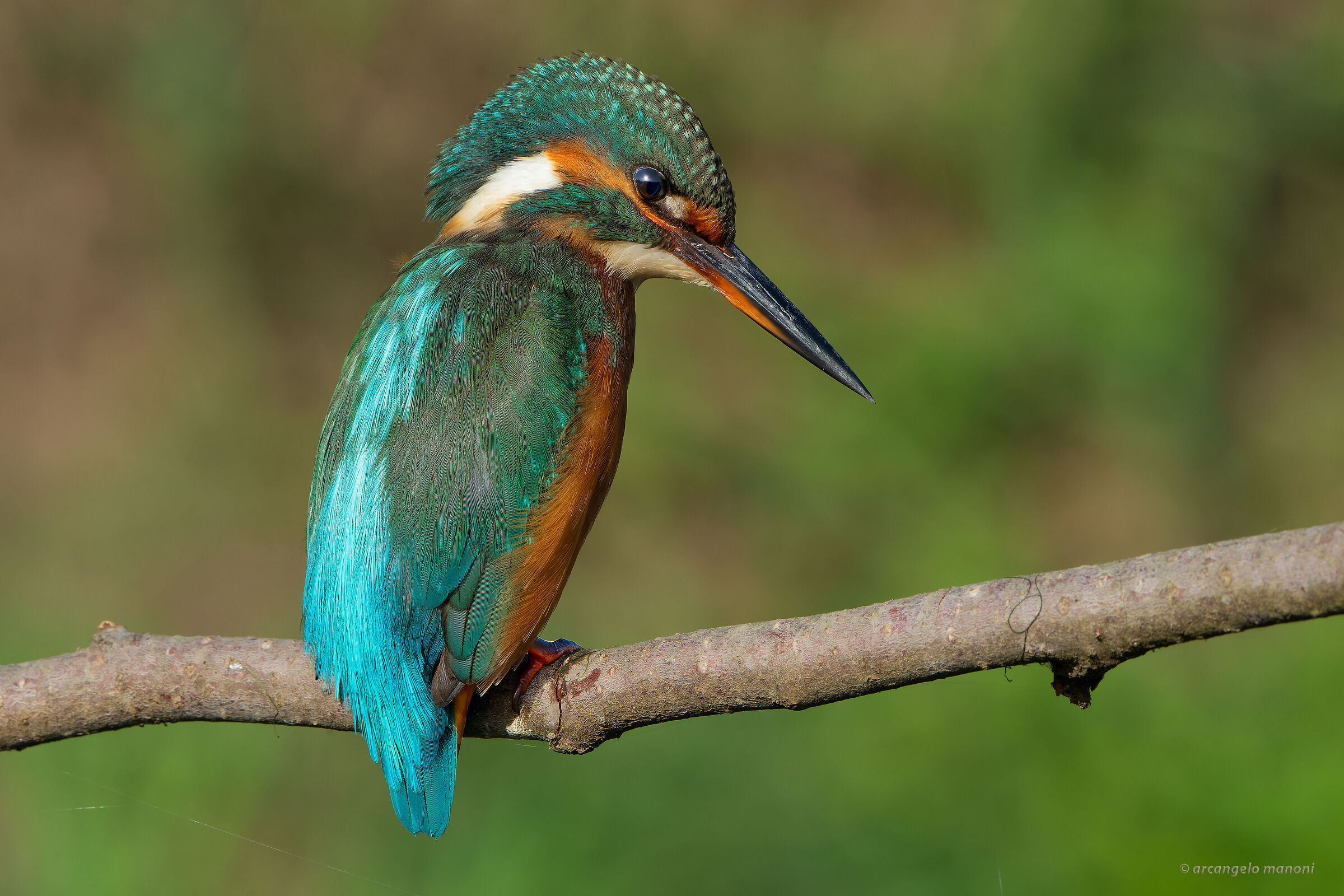 The profile of the martina