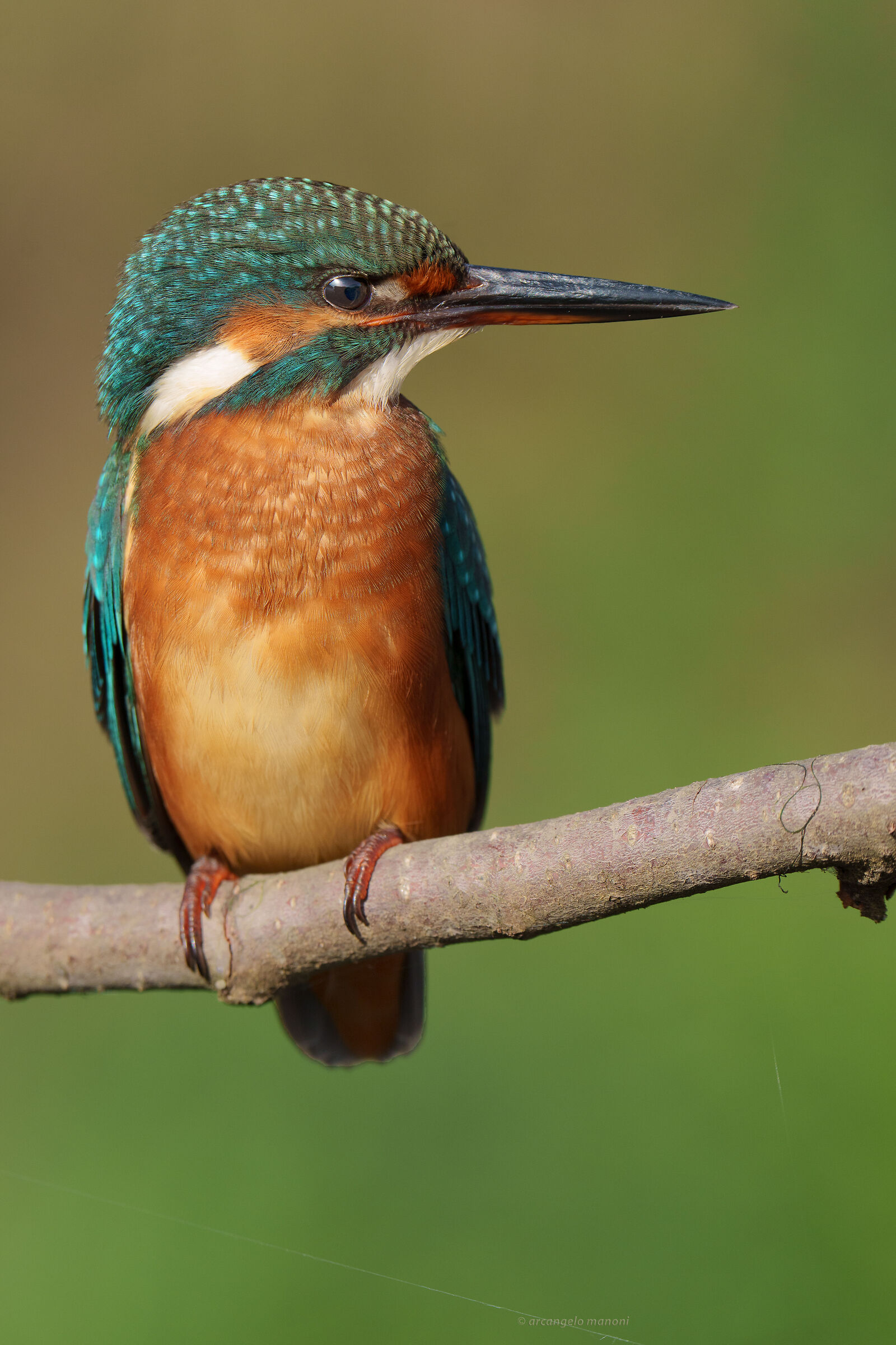 The vertical martina