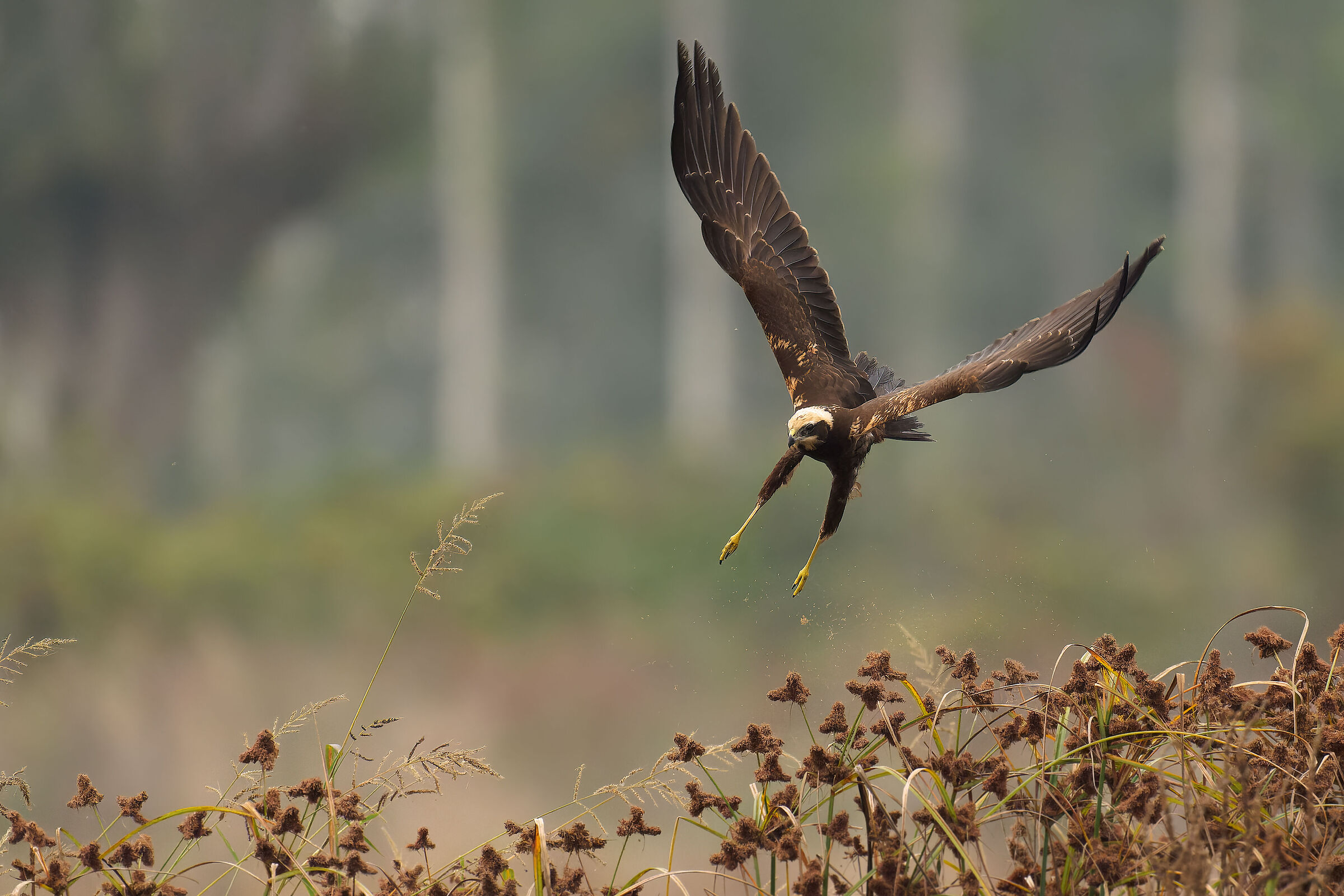 Falco di palude