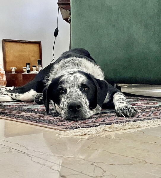 Foto