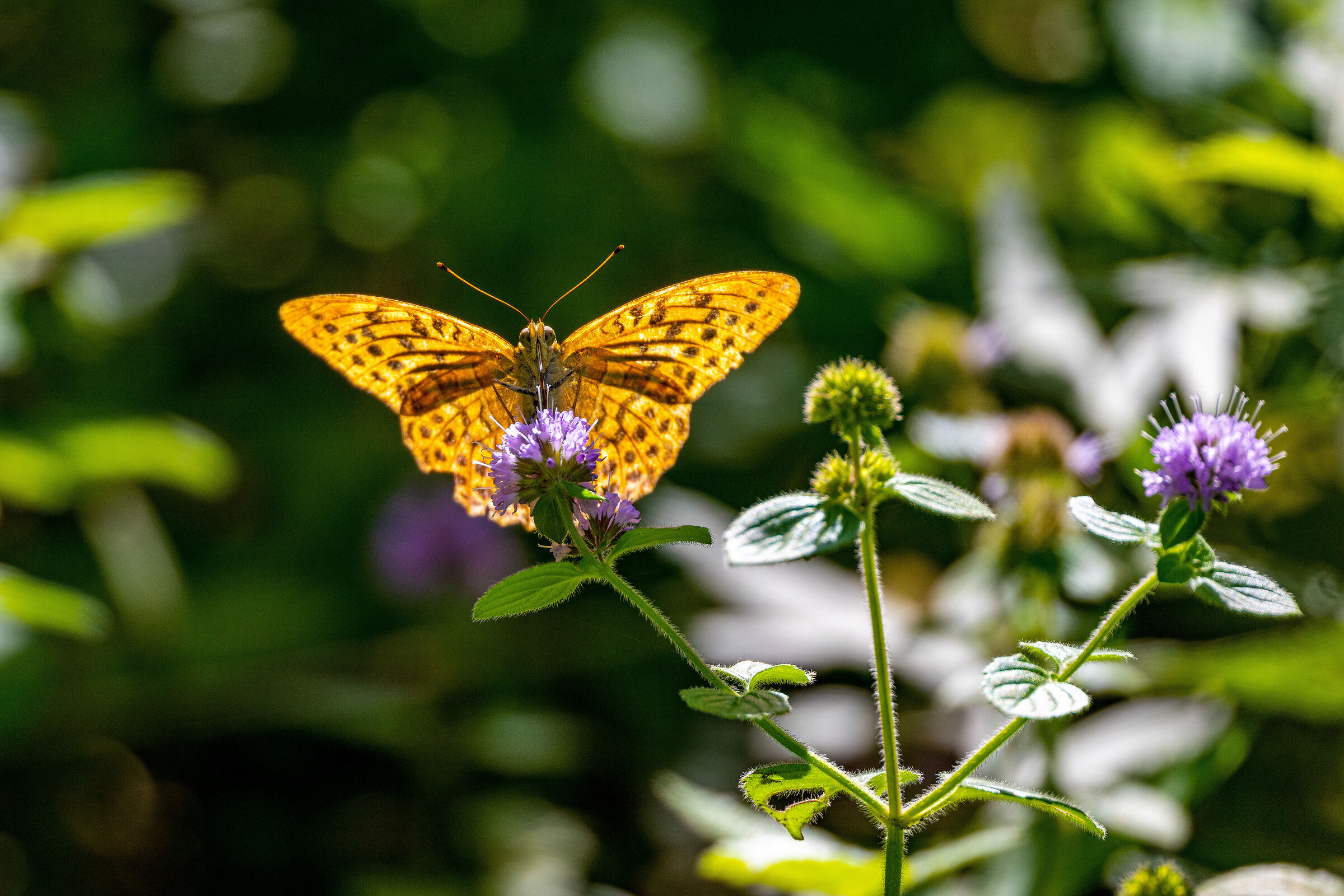 Butterfly posing