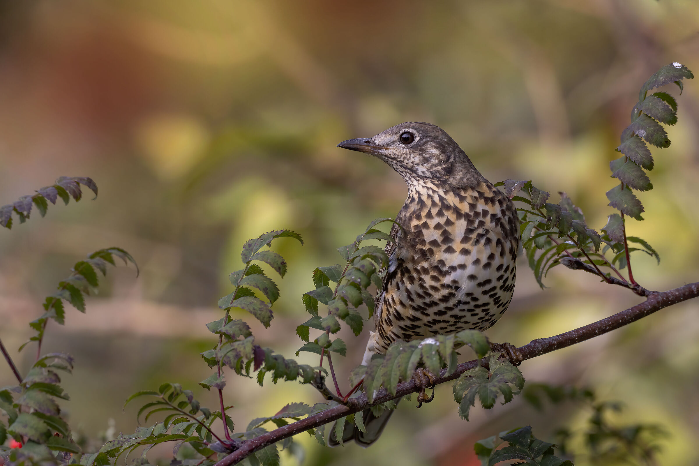 Tordela (Turdus viscivorus)