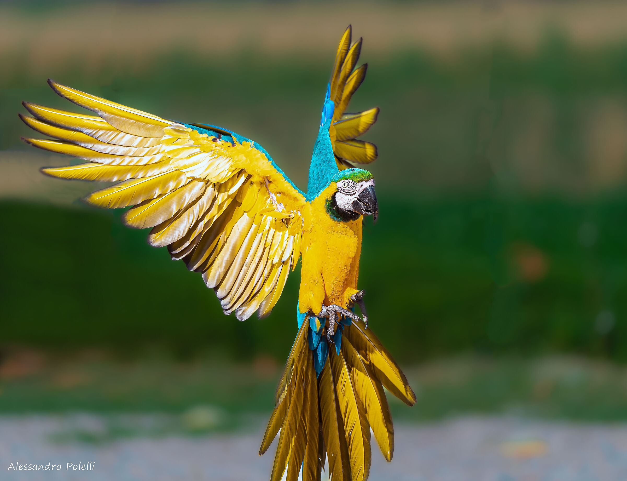 Pronto per atterraggio