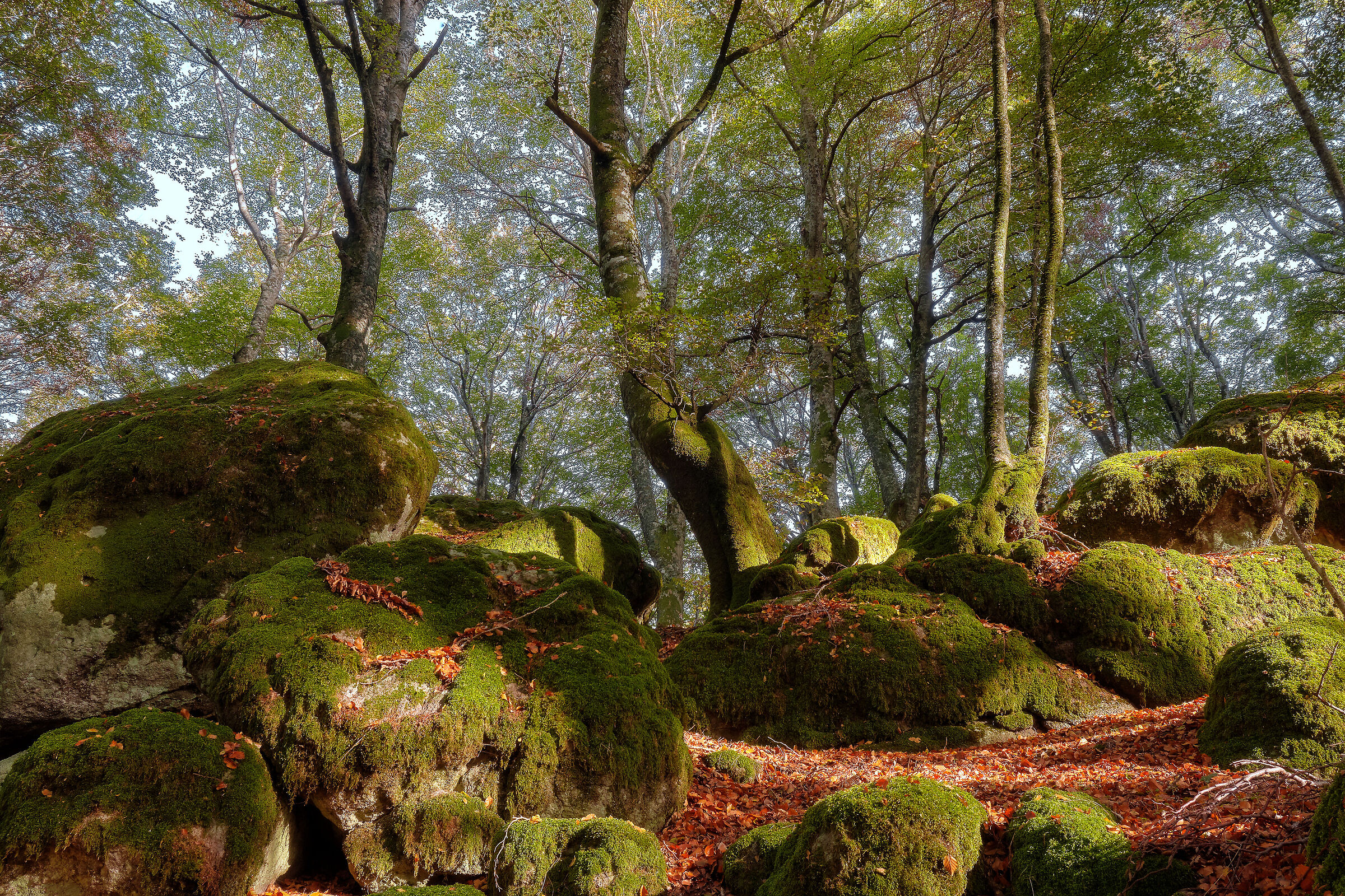 Stone trees