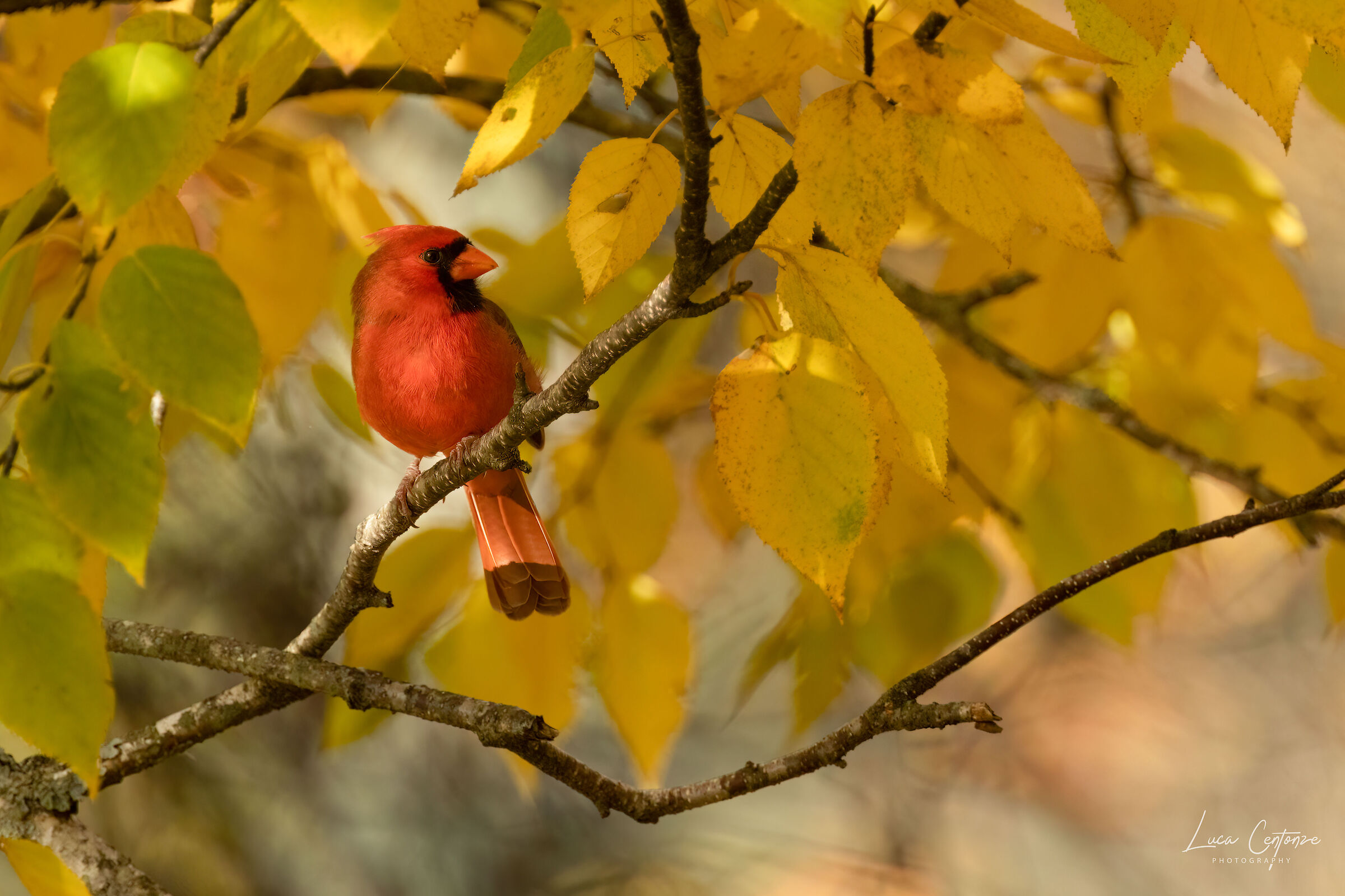 Northern Cardinal and foliage