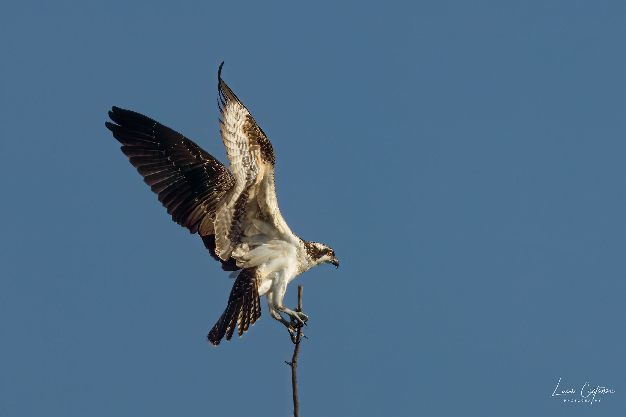 Osprey (Falco Pescatore) Pandion haliaetus