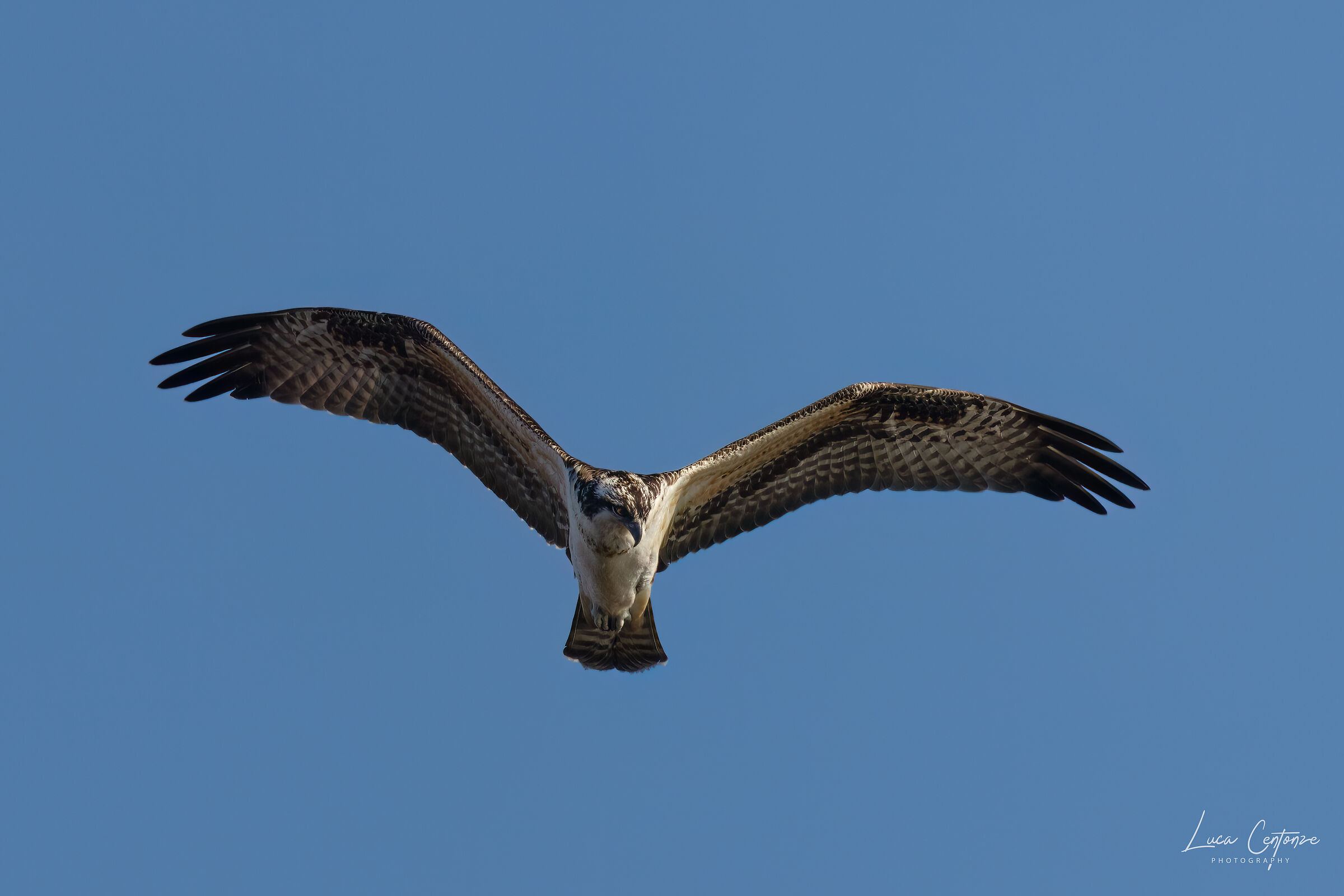 Osprey (osprey) Pandion haliaetus