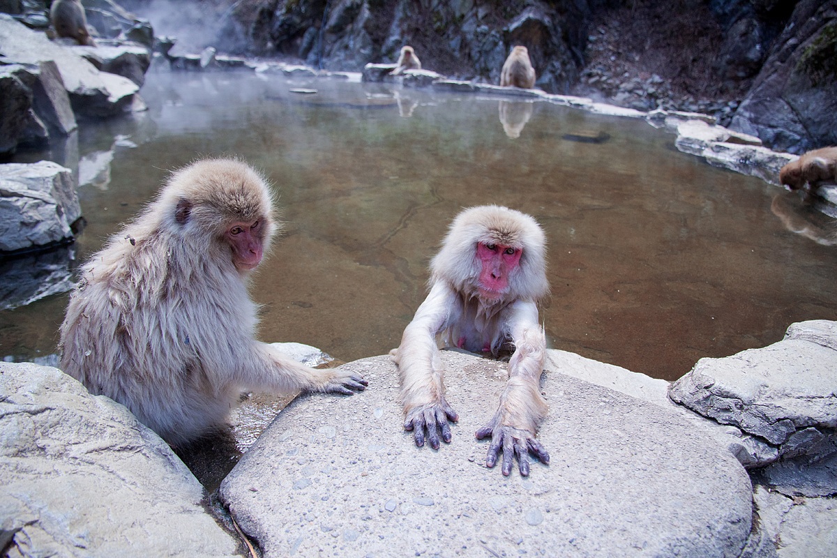 Macaco Giapponese alle terme.