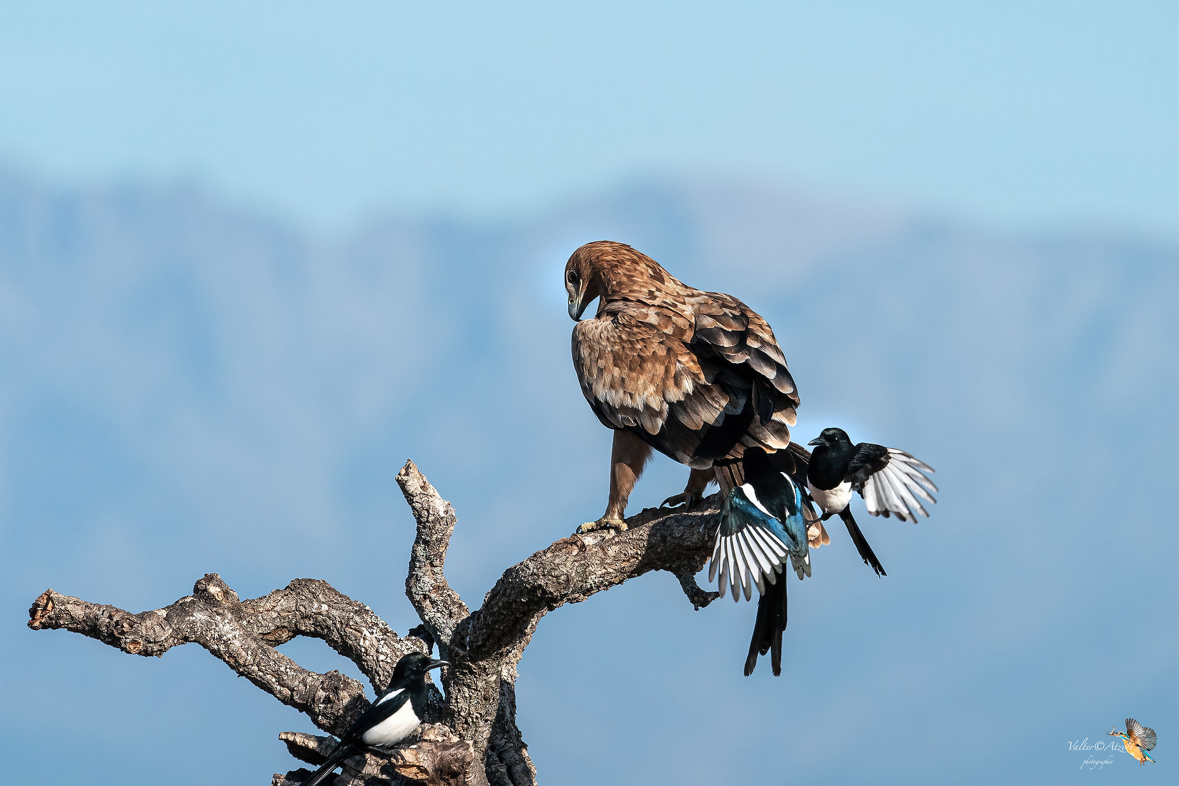 Gazze e Aquila Imperiale