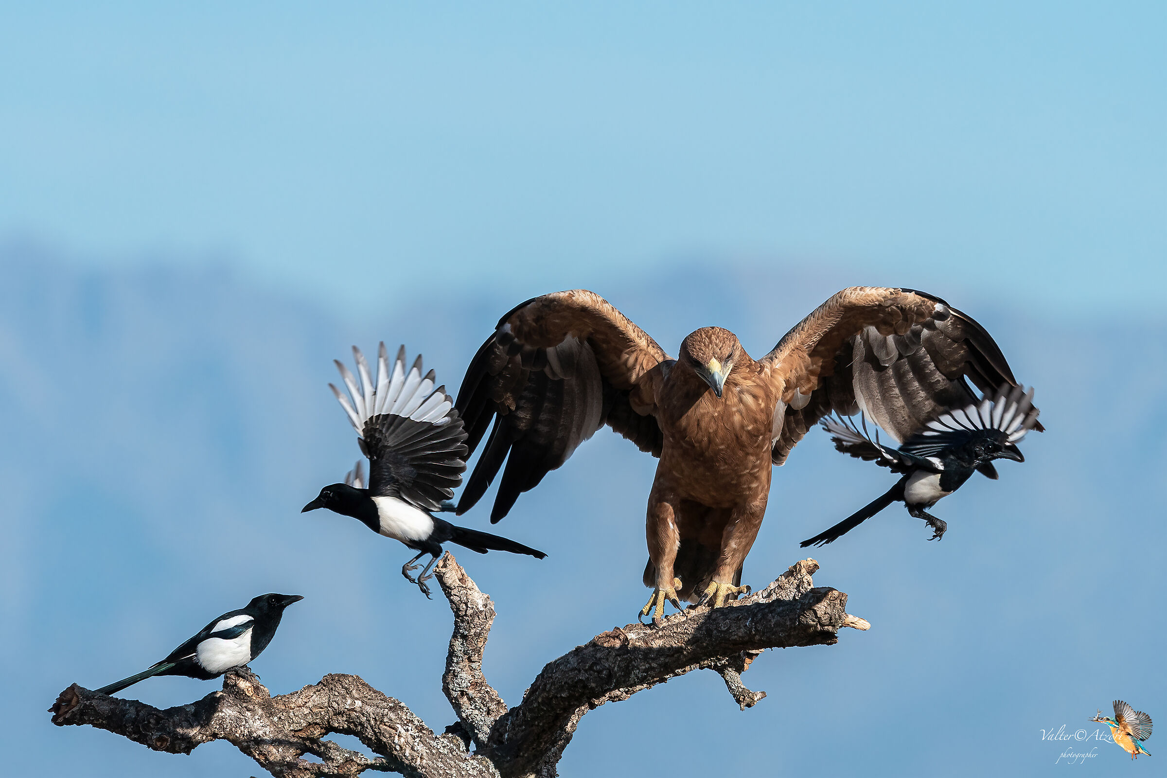 Gazze e Aquila Imperiale