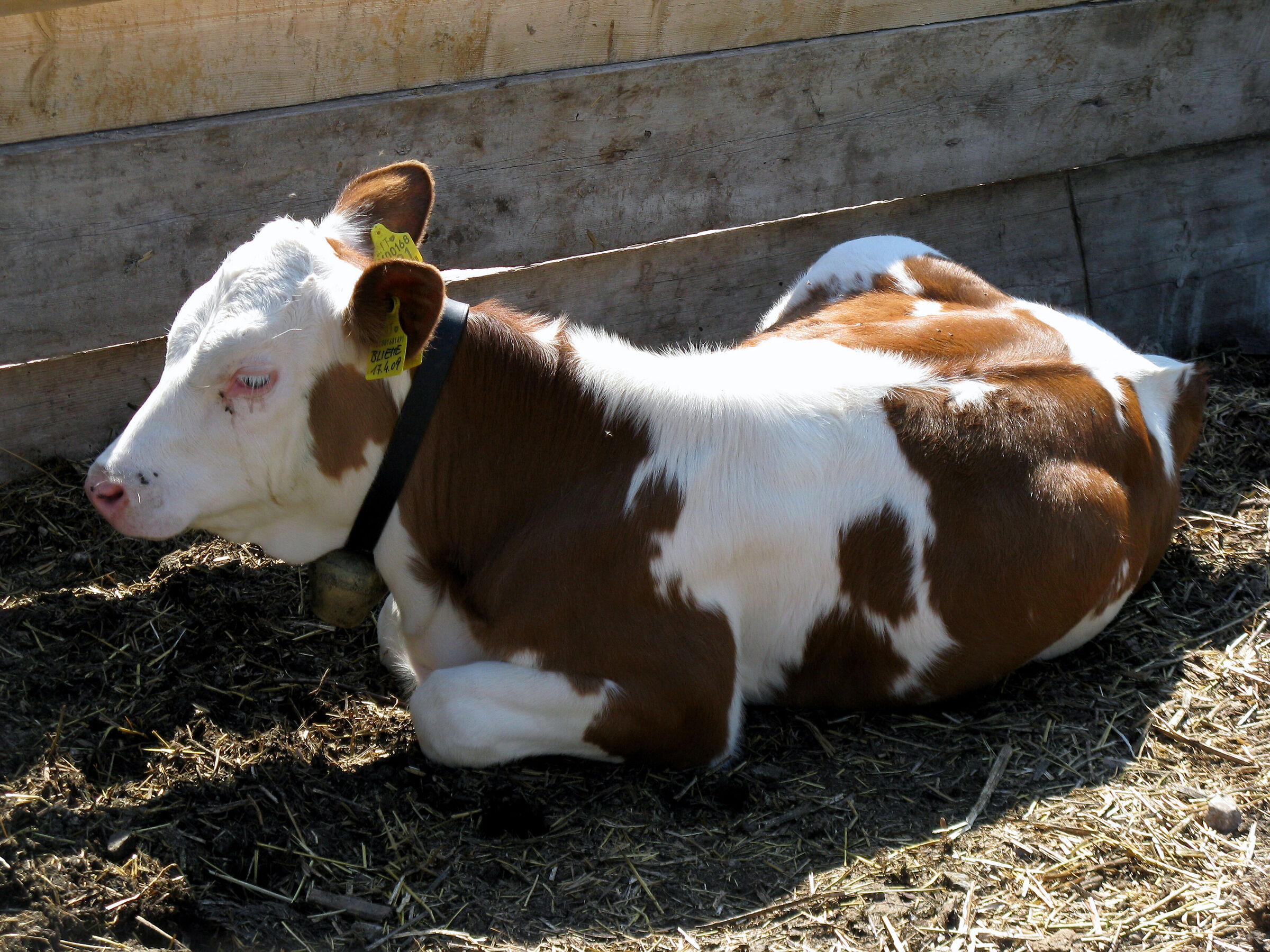 che barba ..... che noia!