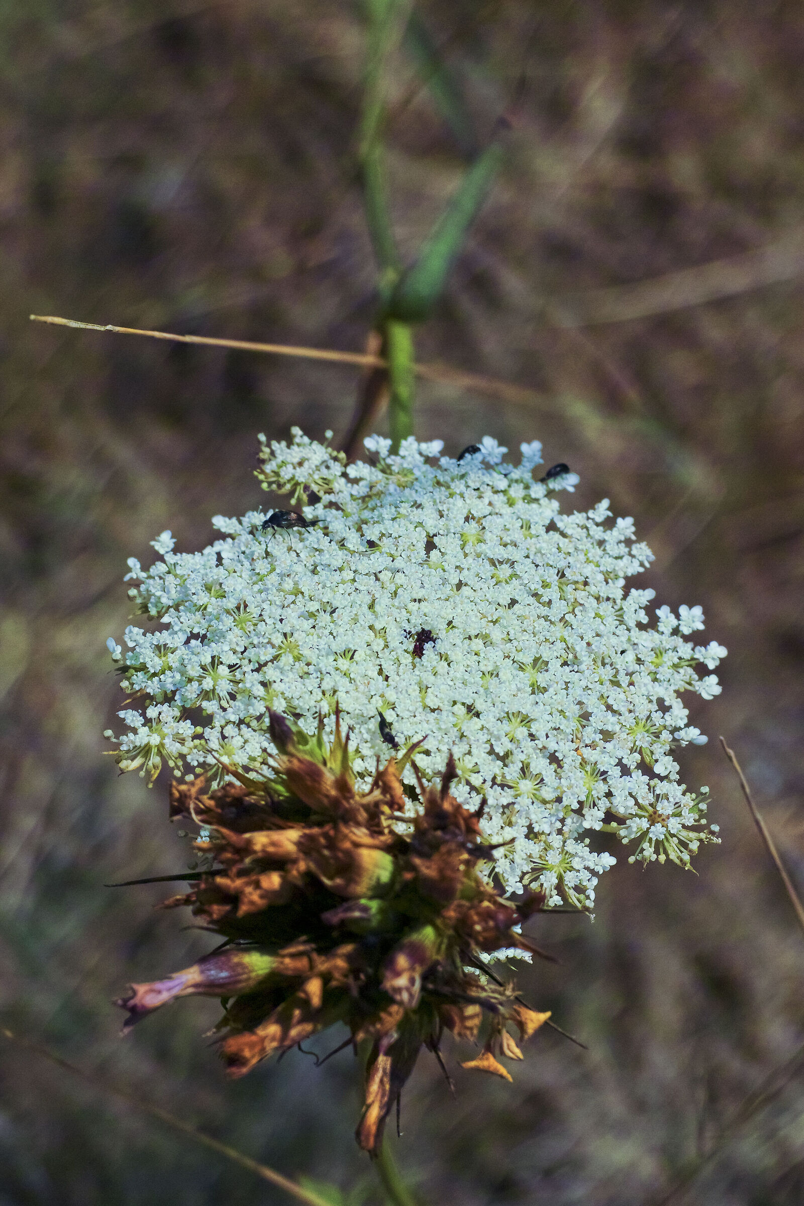 Piatto ricco, mi ci ficco...
