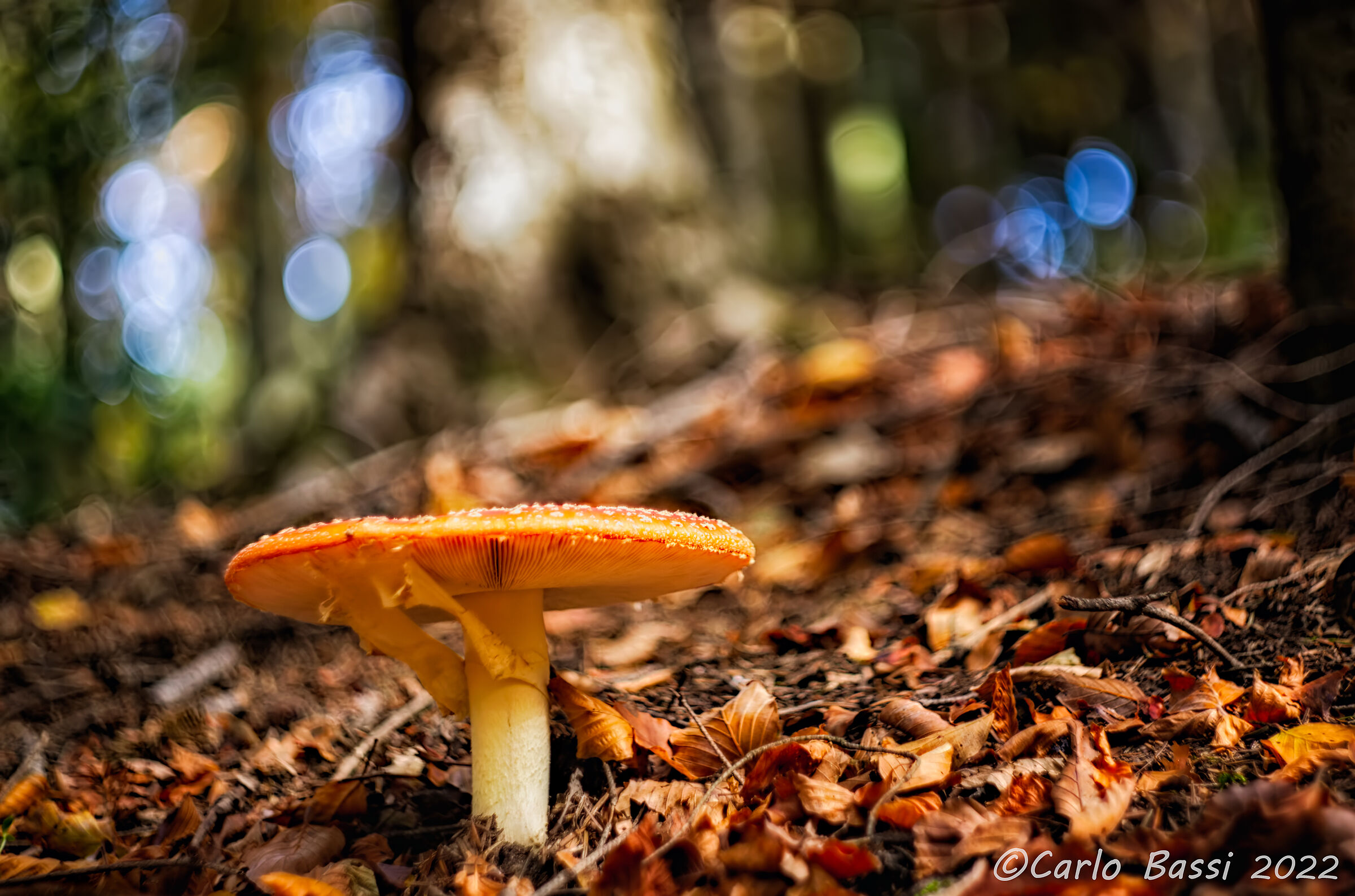 Una bellezza ingannevole