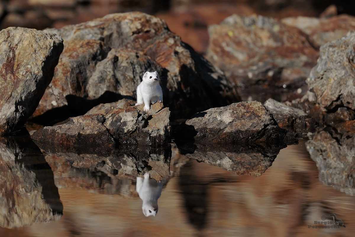 Ermellino allo specchio