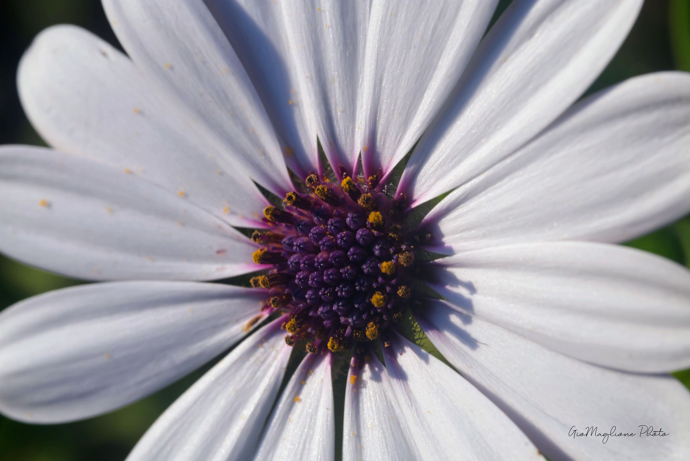 Osteospermum