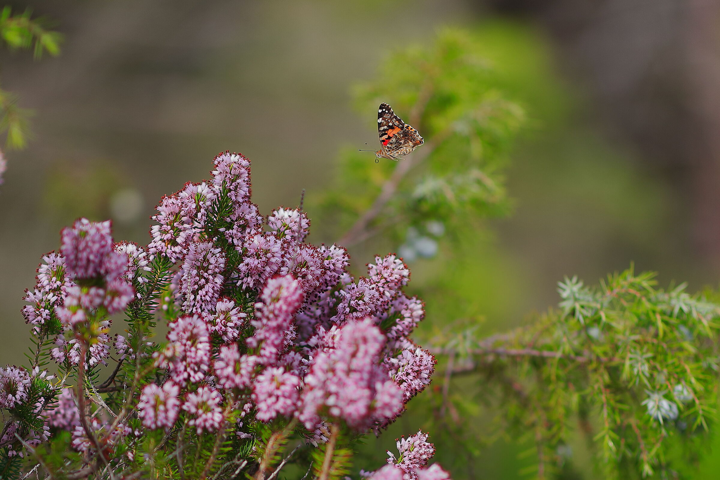Butterfly rests on heather flowers