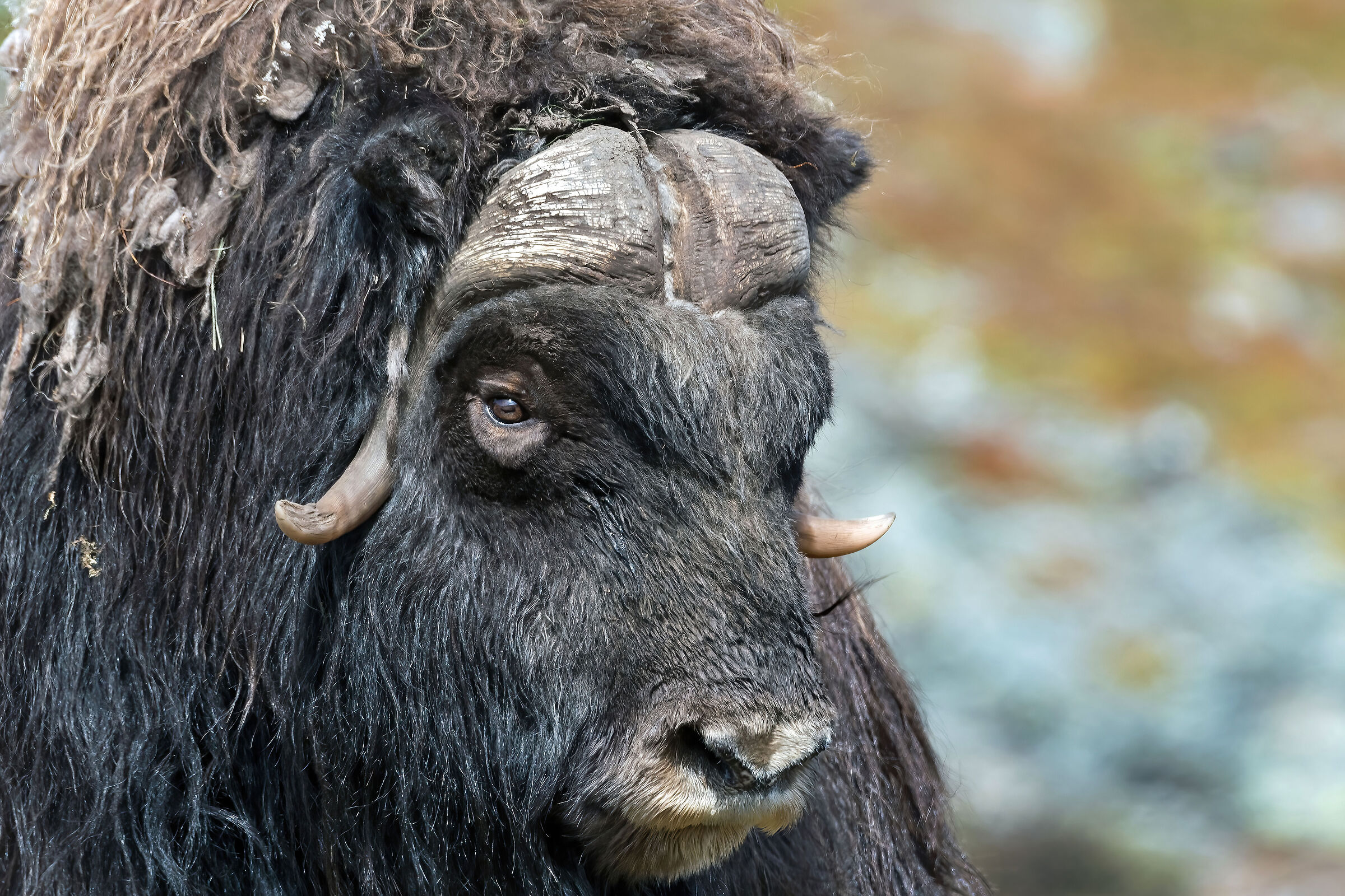 ritratto di Bue muschiato