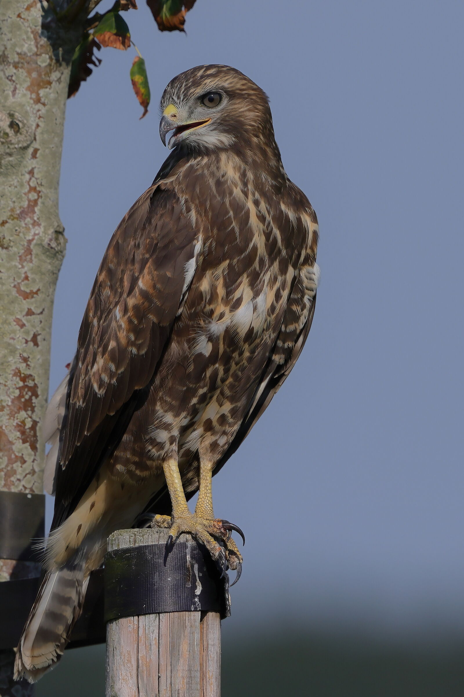 Buzzard ridens
