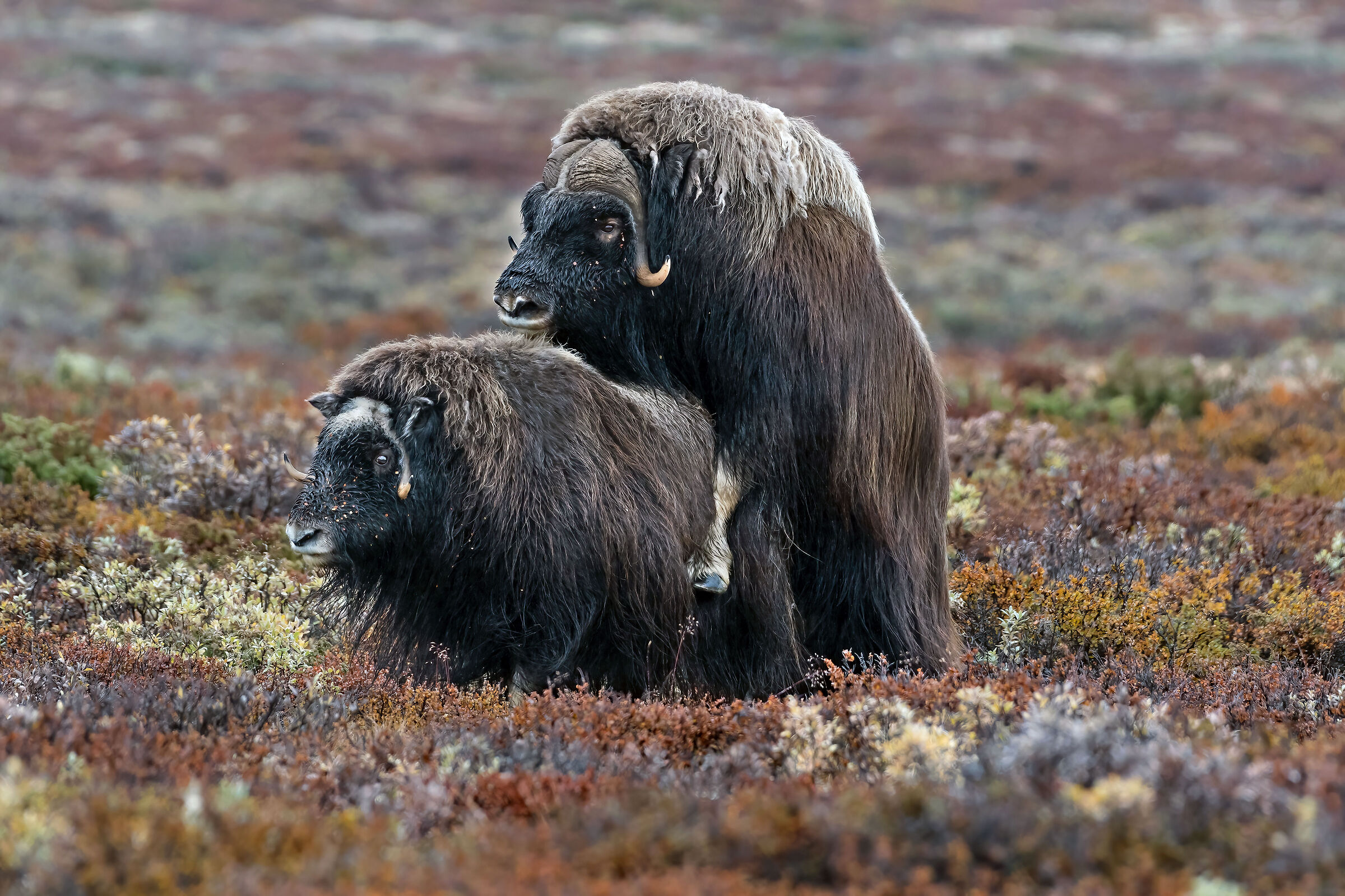 accoppiamento di Buoi muschiati