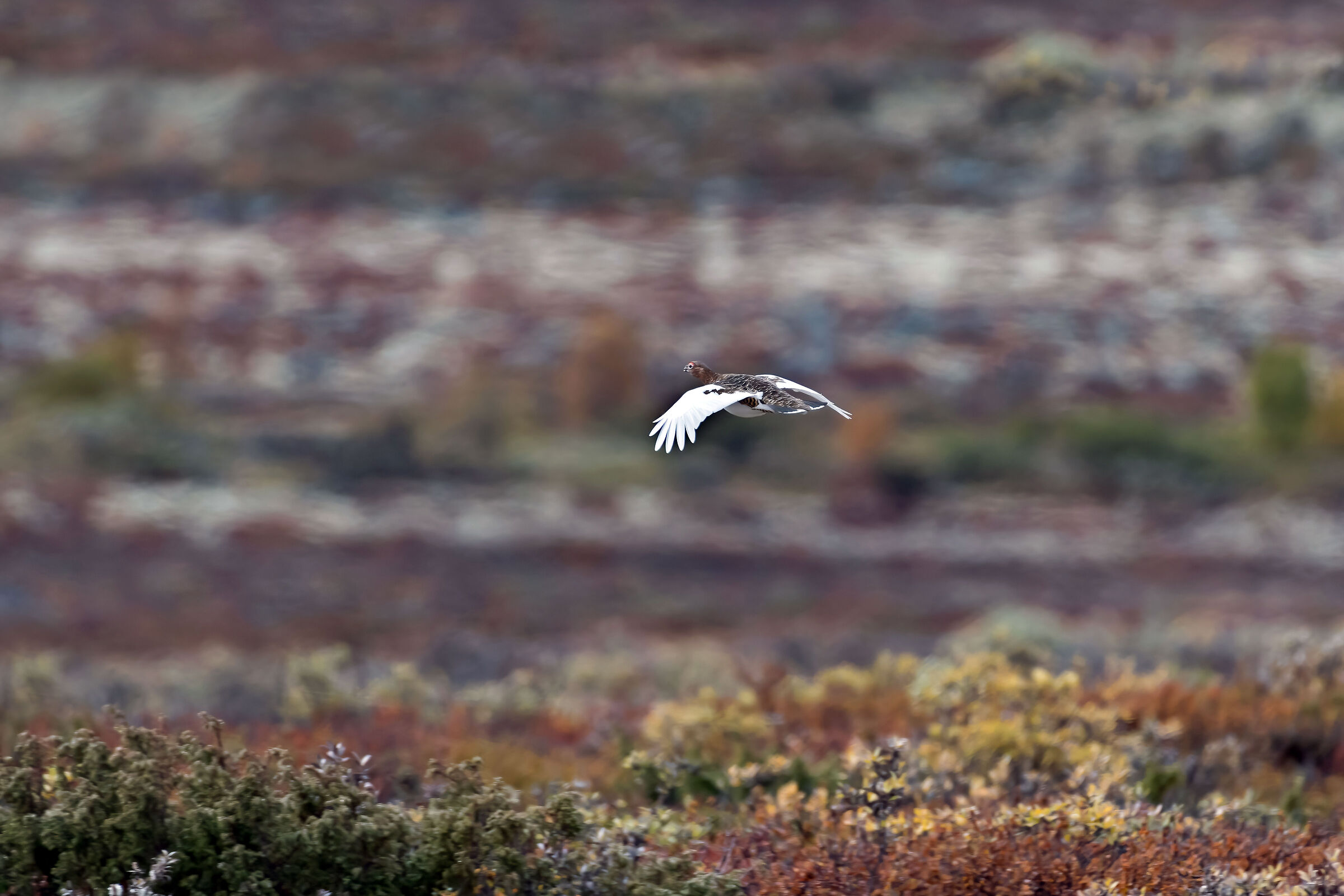 Pernice bianca nordica