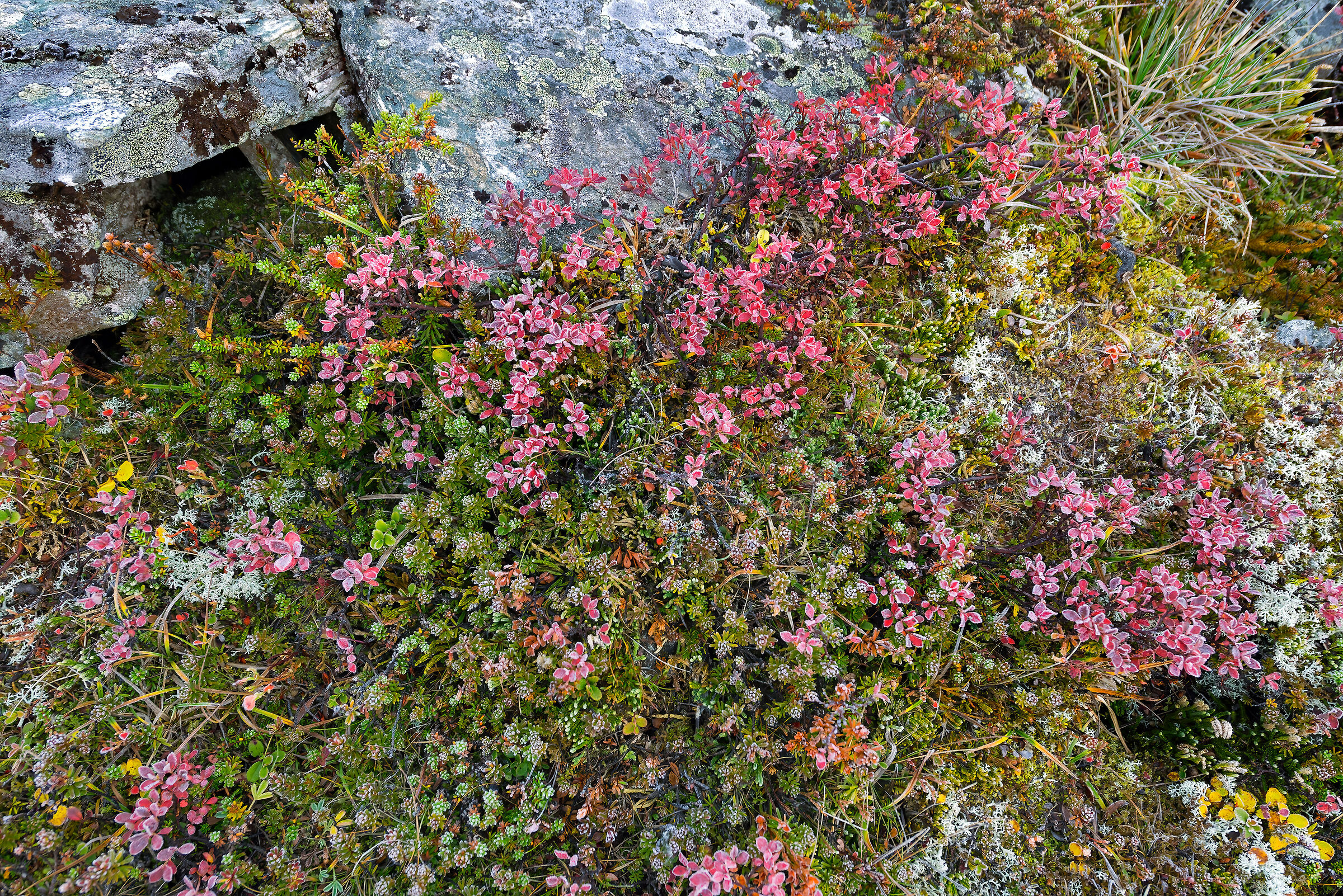 vegetazione della tundra