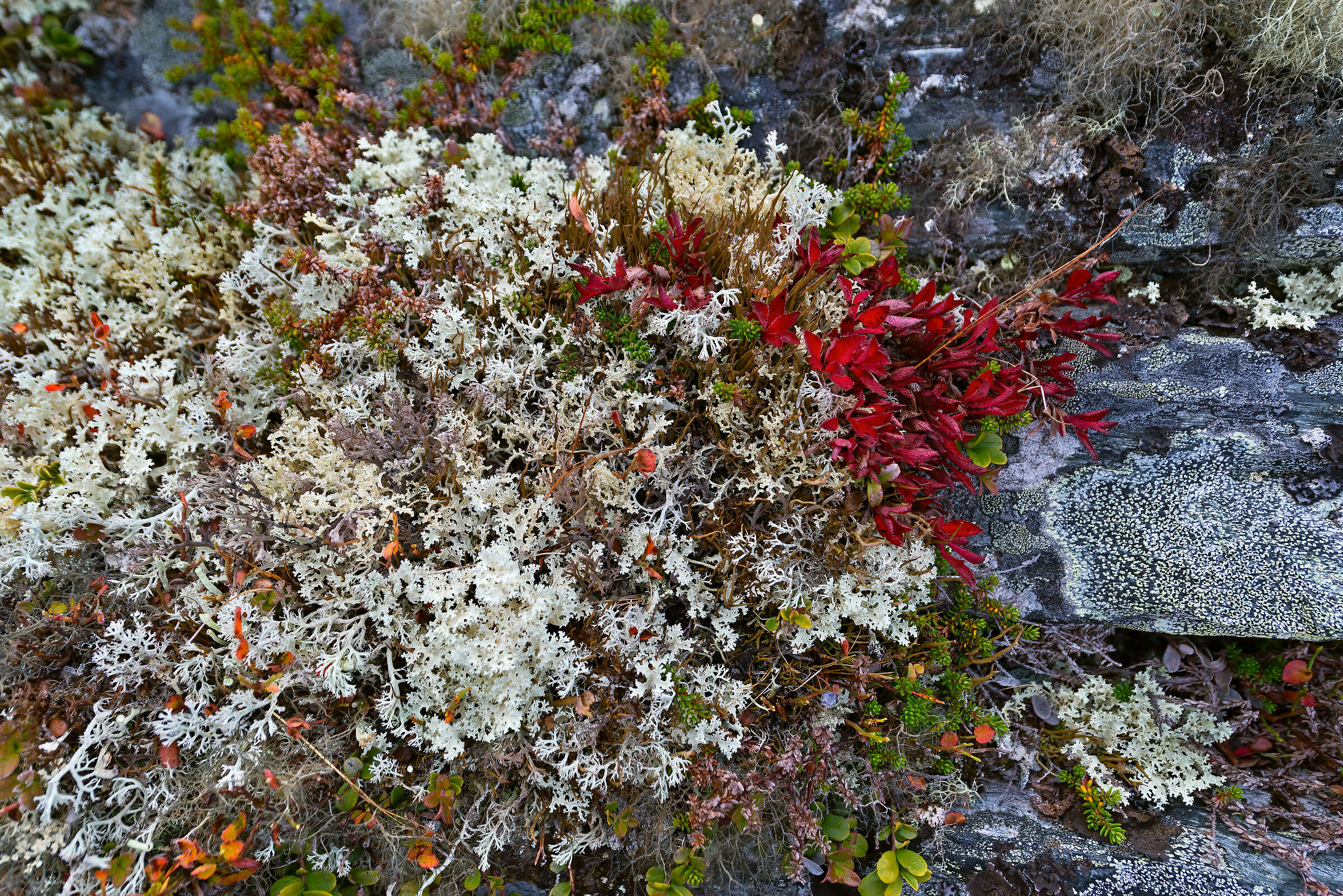 vegetazione della tundra