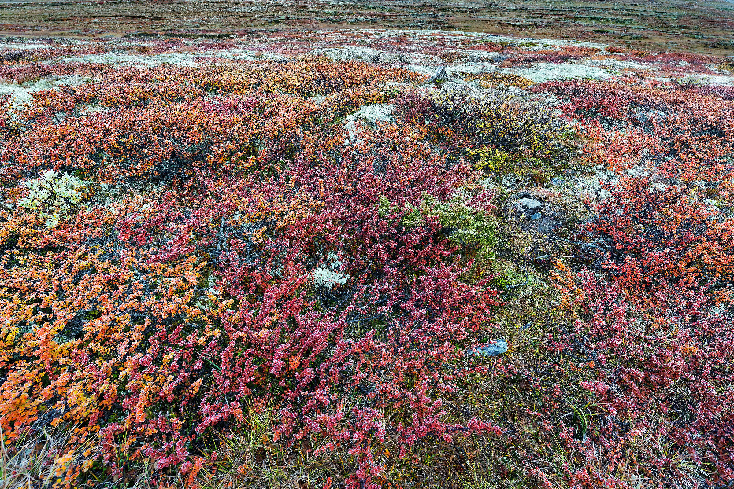 vegetazione della tundra