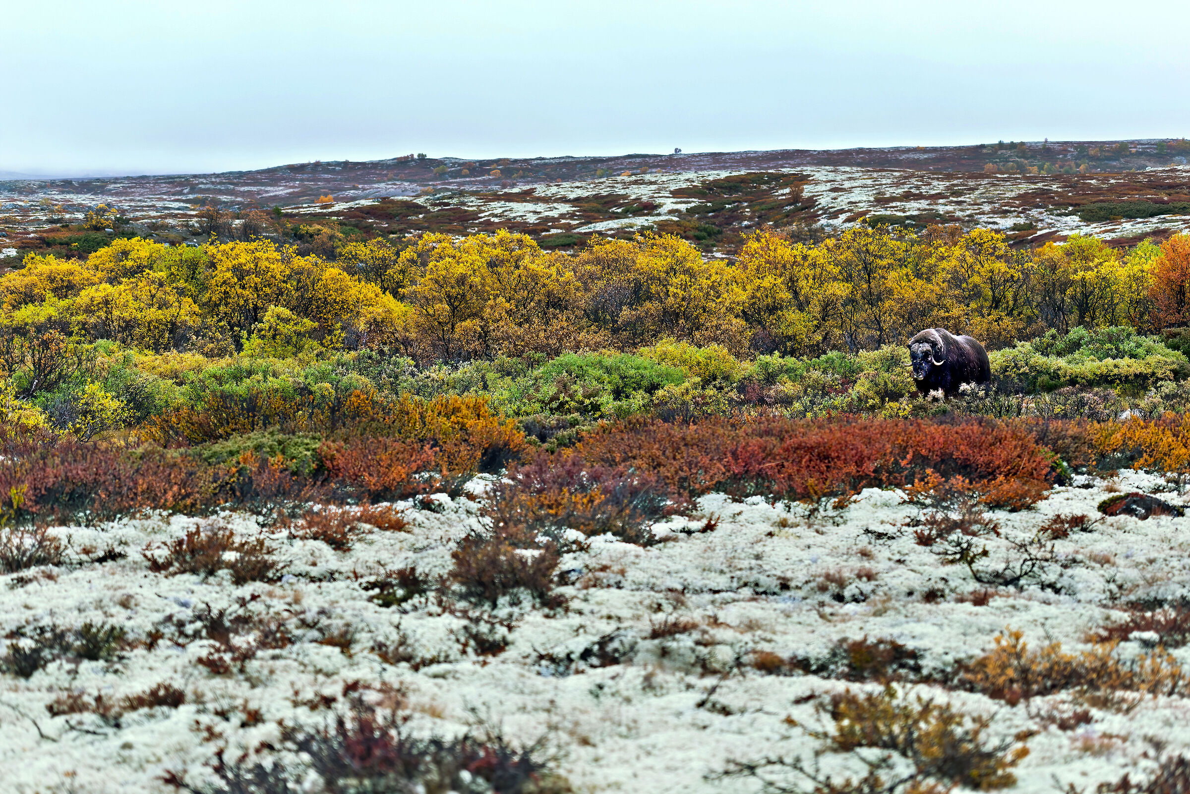 Bue muschiato nella tundra