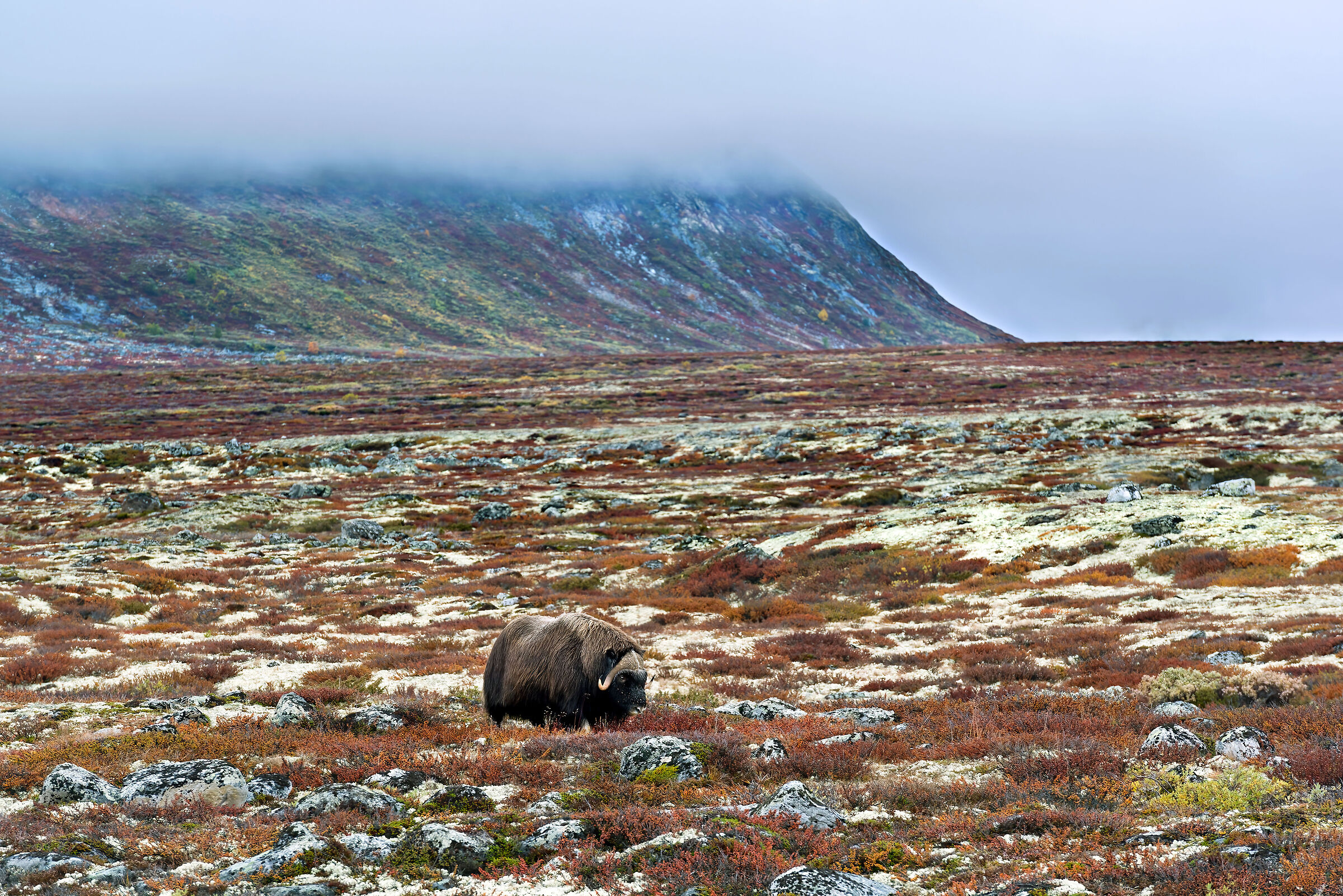 Bue muschiato nella tundra