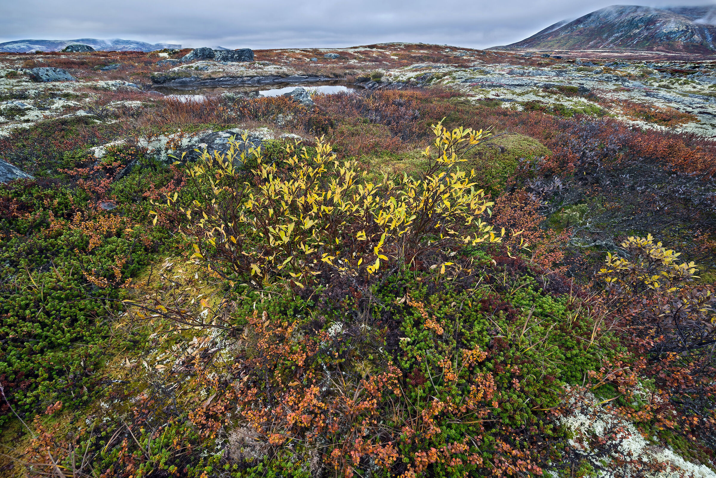 vegetazione della tundra