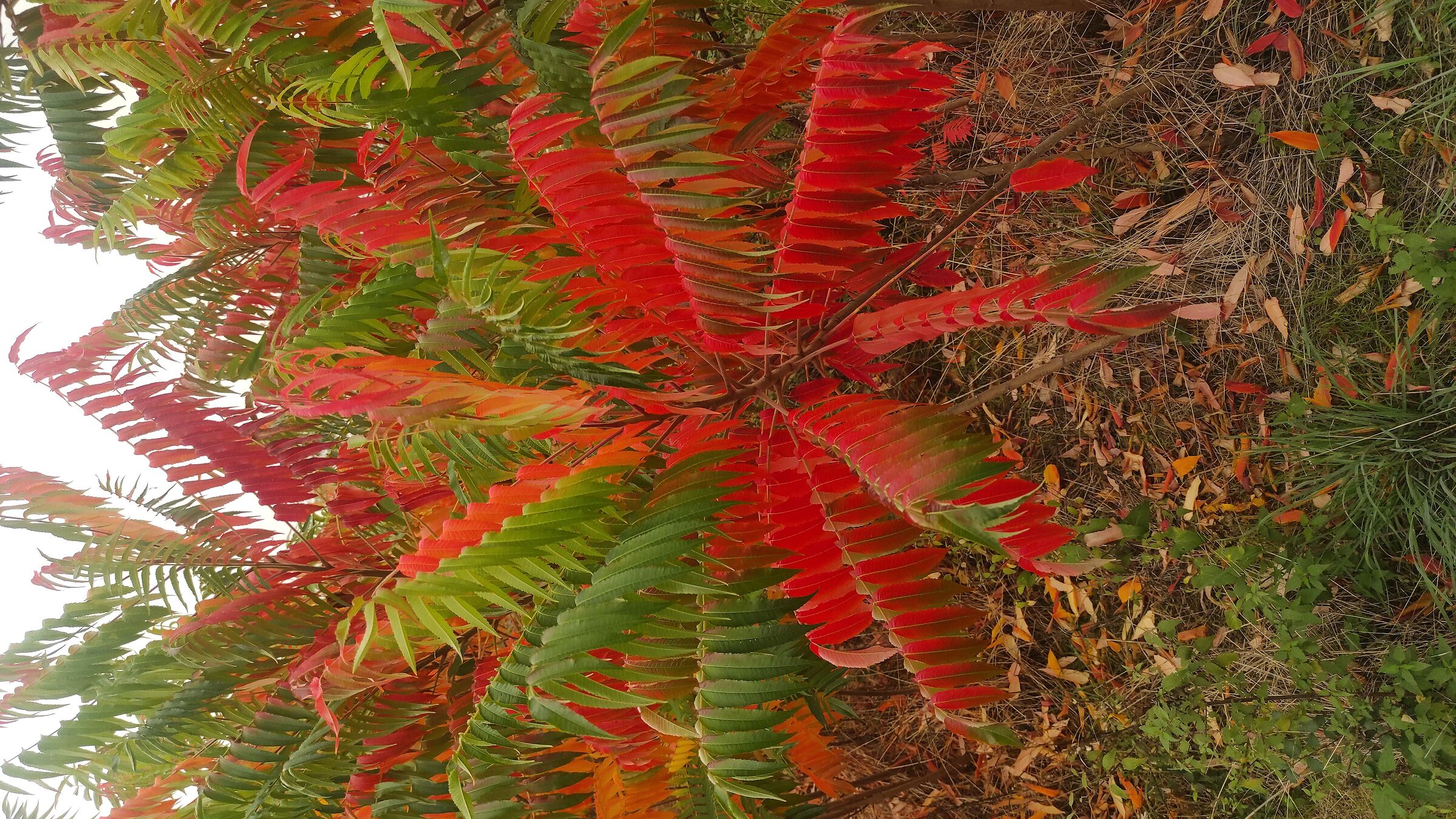 Colori dell' autunno