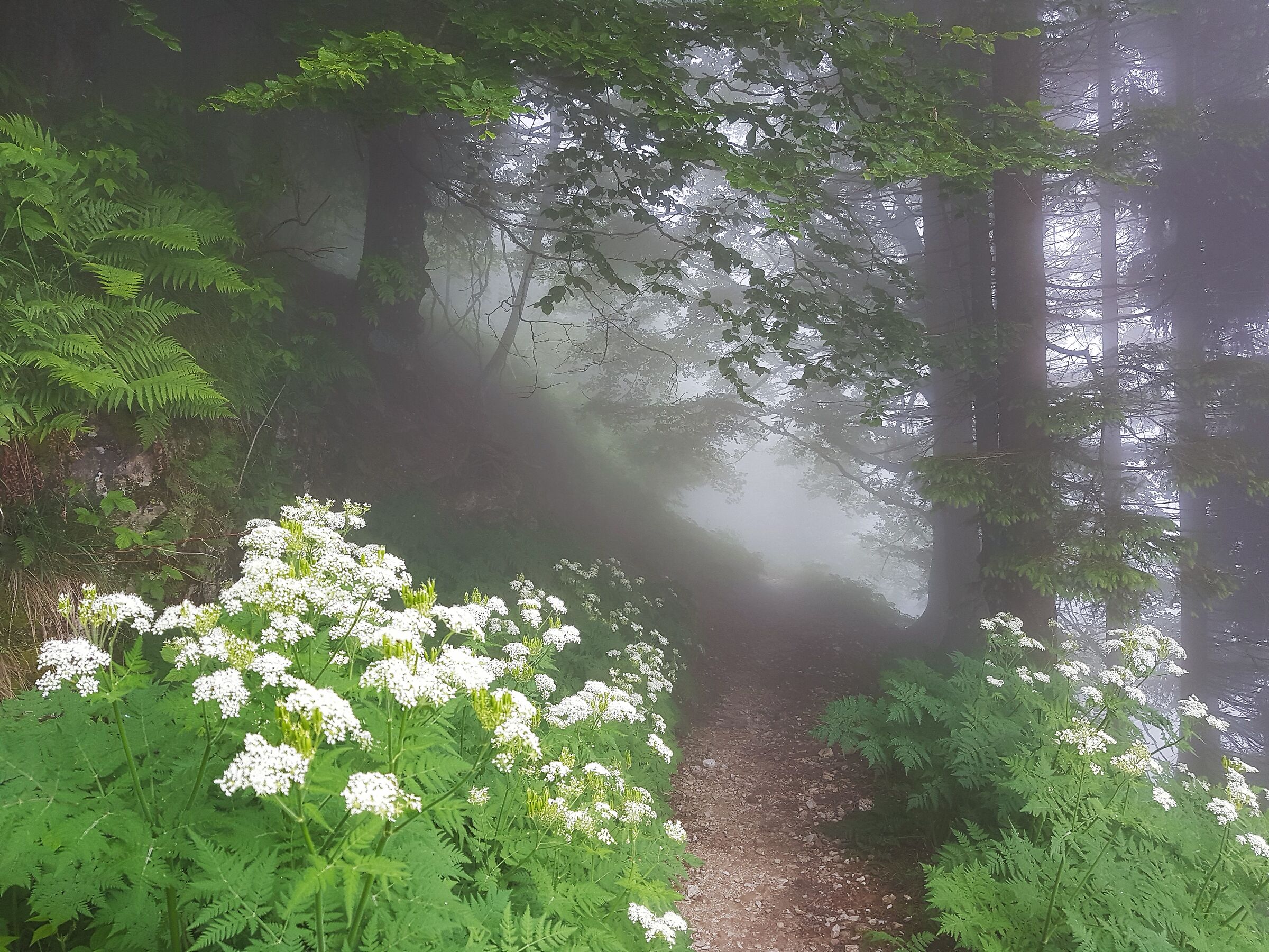 Summer fog
