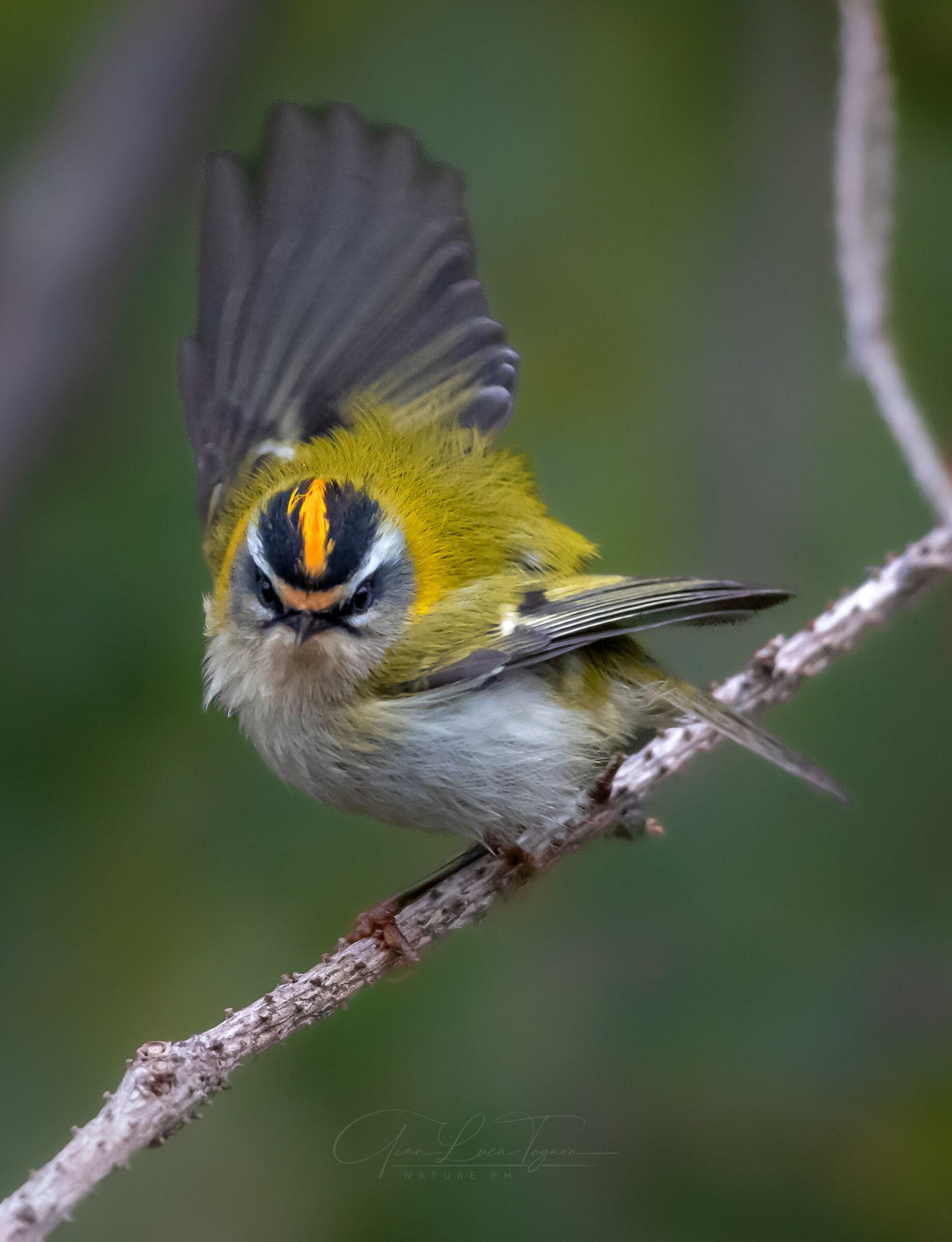 angry bird (... but lovely)