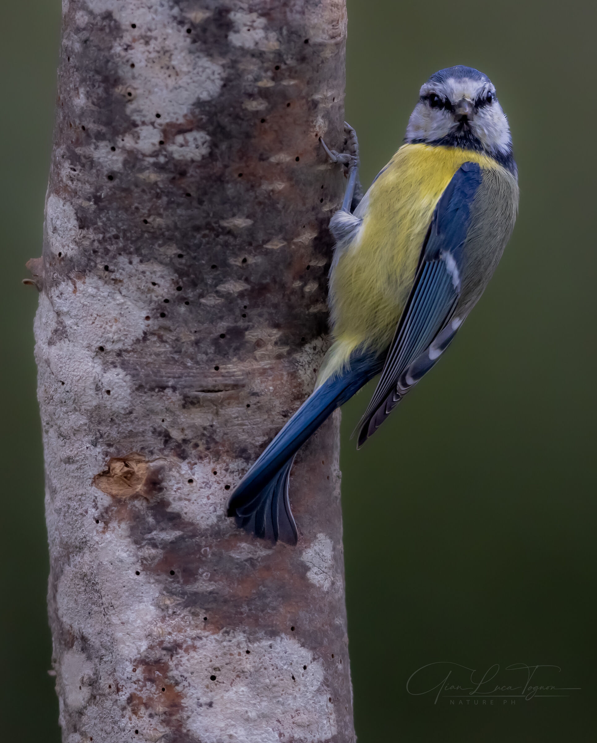 la stagione è più bella se incontri la cinciar...
