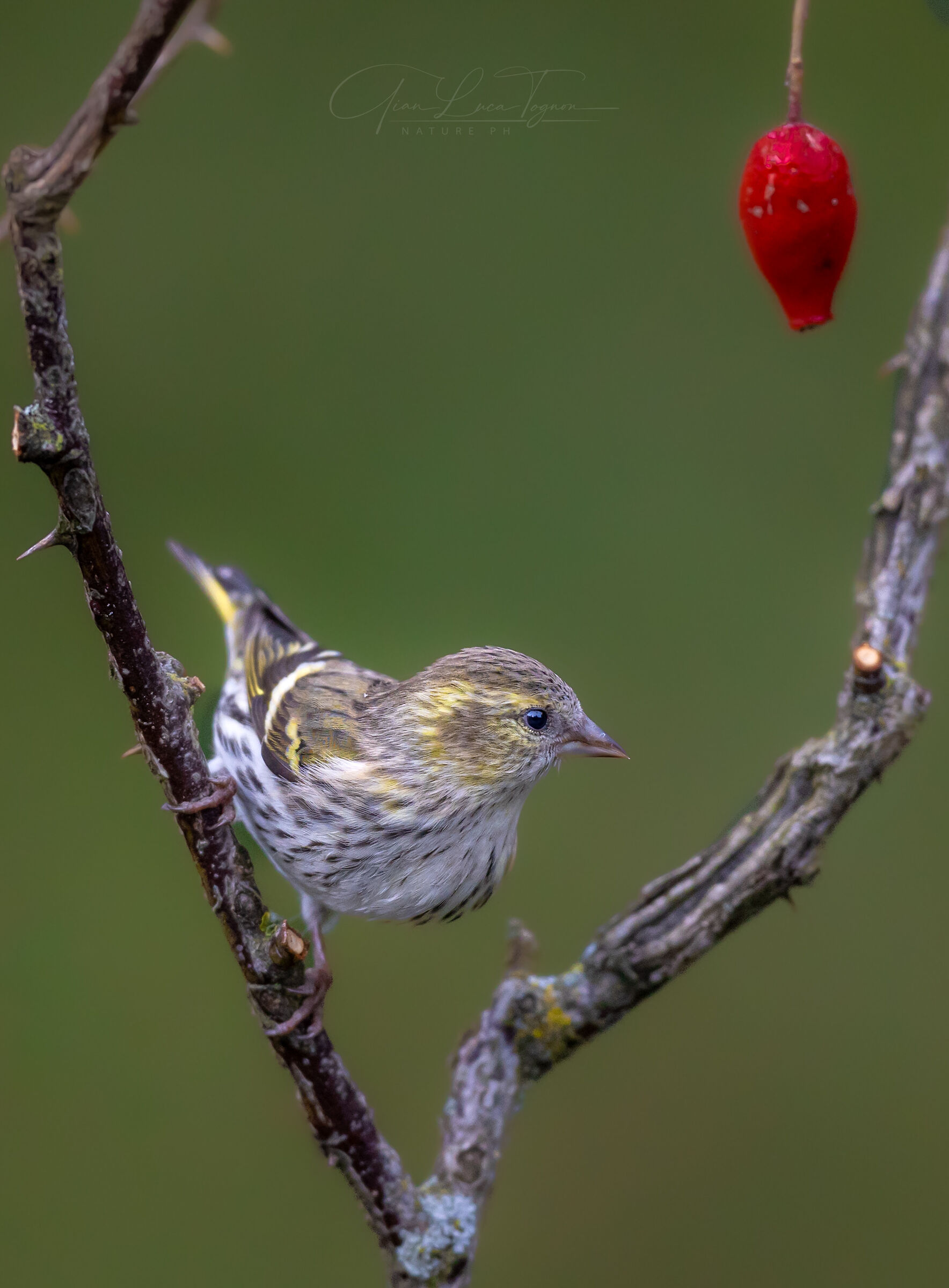 on rosehip | on the rosehip