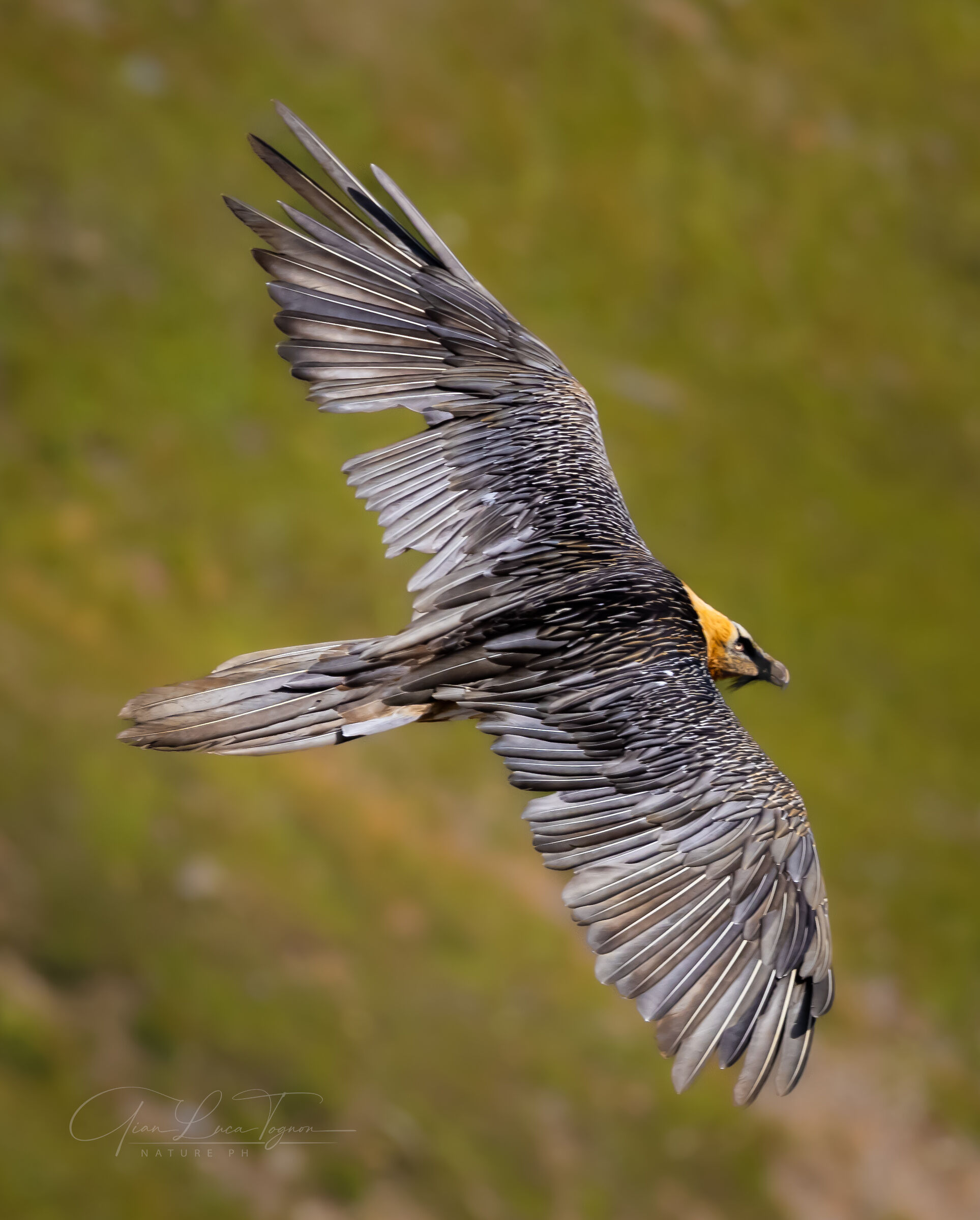 maestosità | majesty