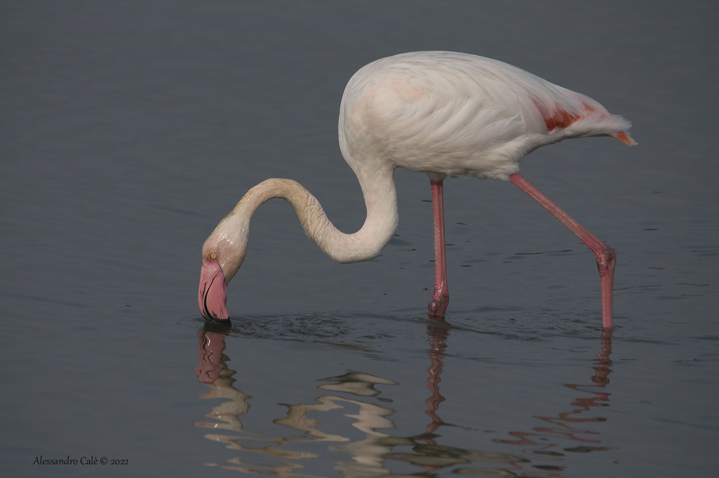 Phoenicopterus roseus (Fenicottero rosa) 0839