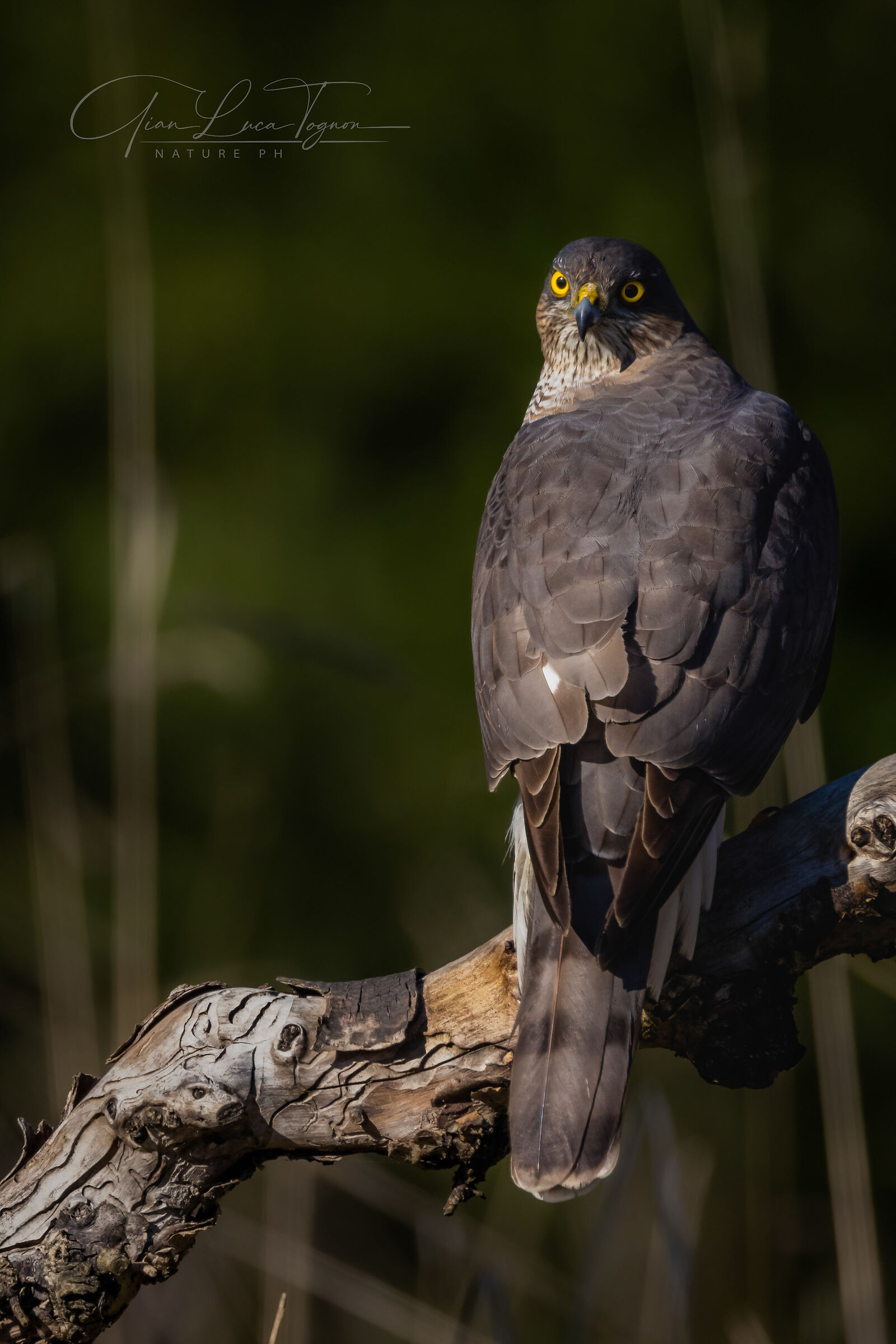 ehi tu, si tu, dico a te!