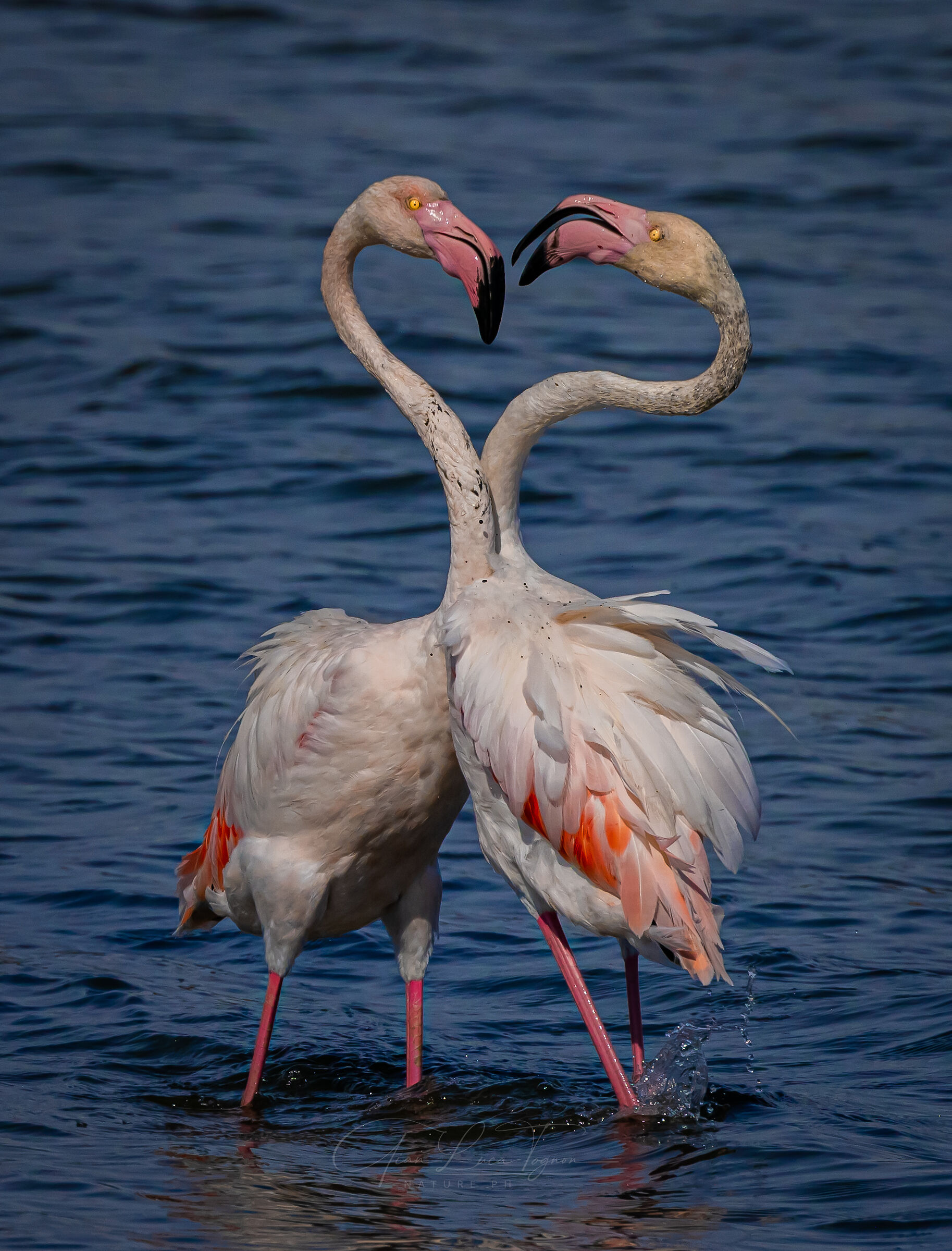 Danza d'amore | Love dance