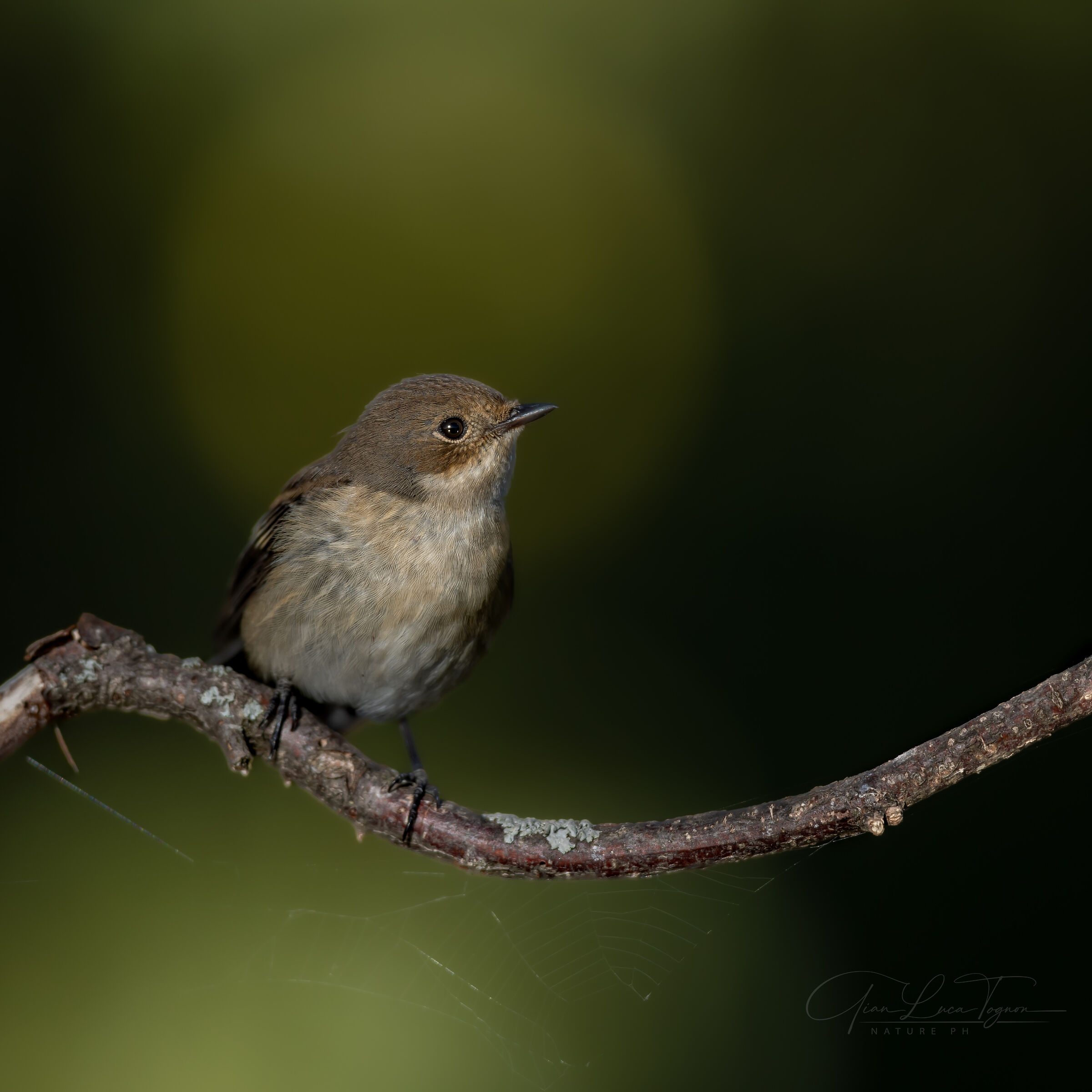 Nel cerchio di un pensiero a volte mi riposo sognando.
