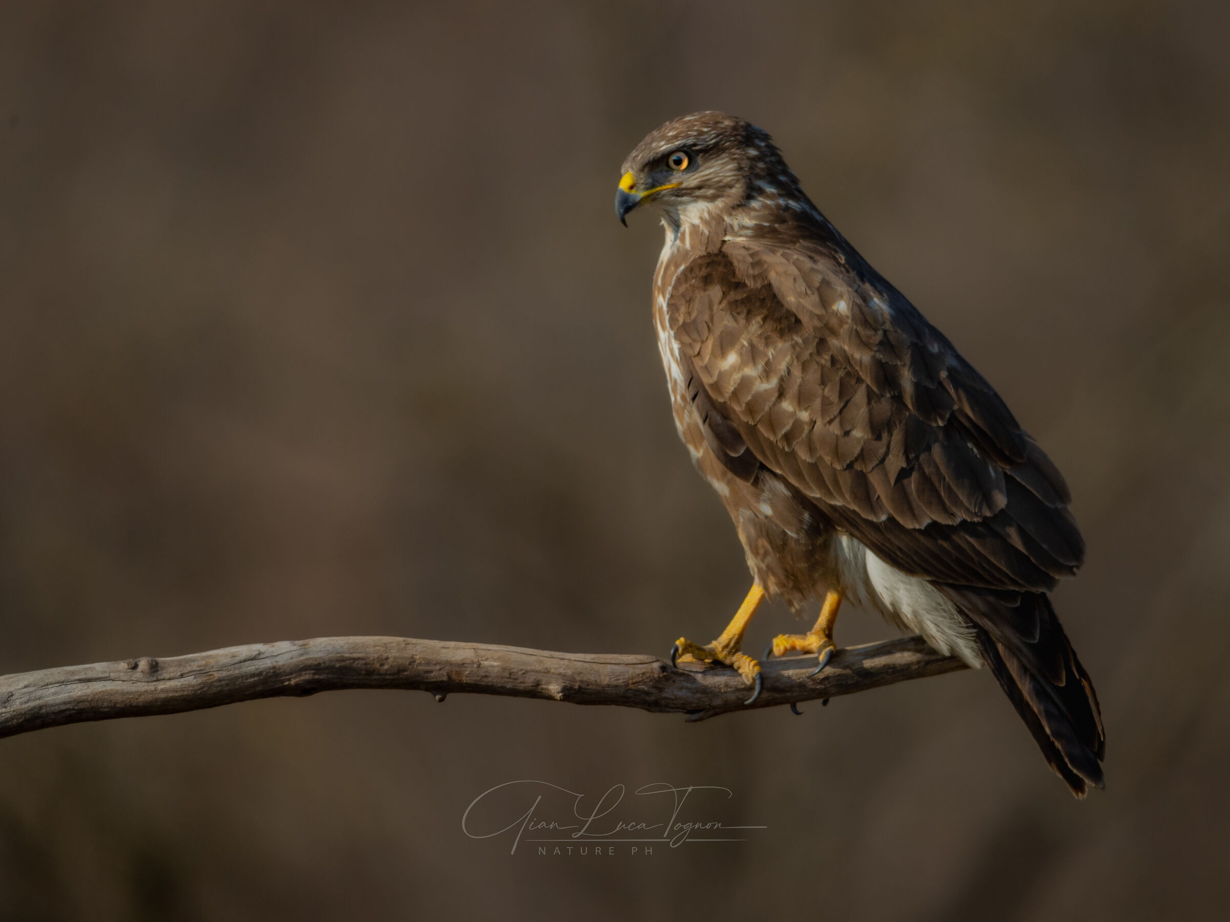sguardi magnetici | magnetic looks