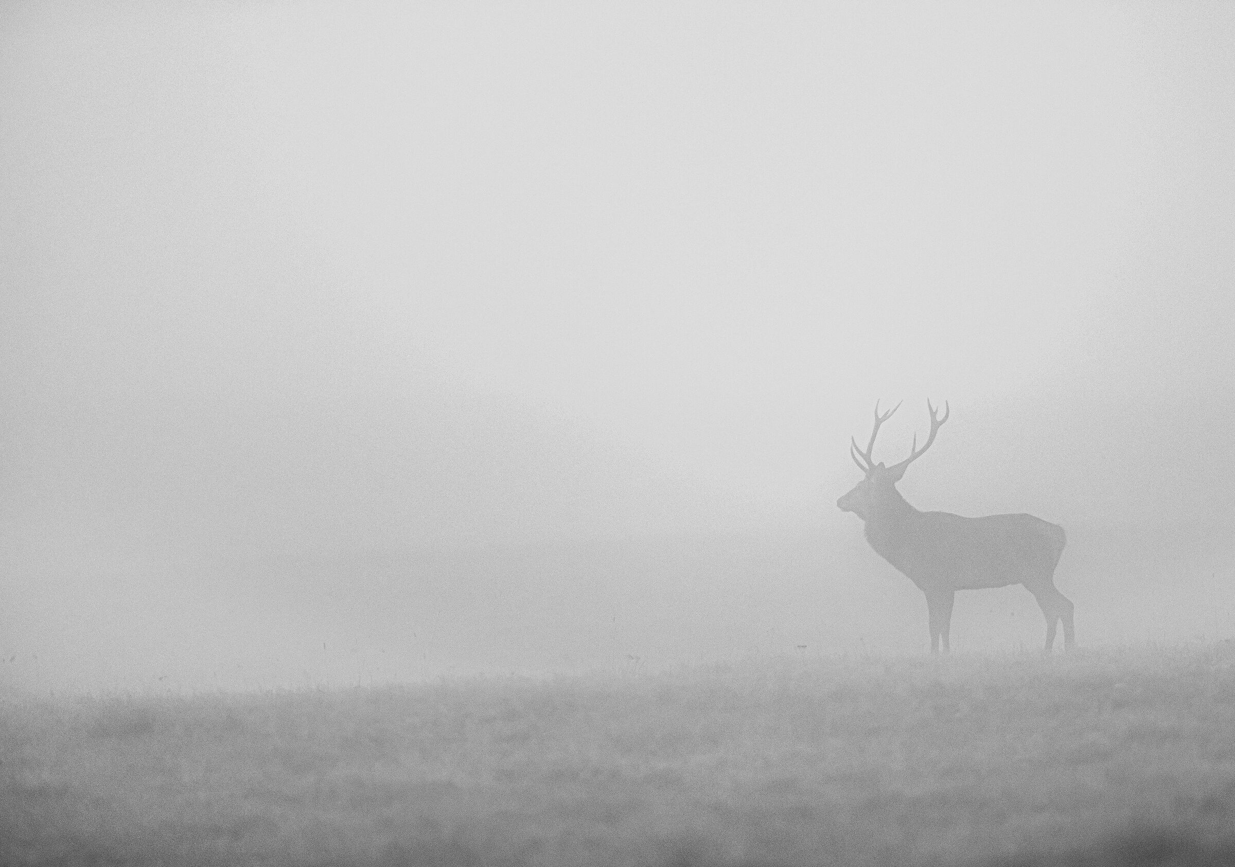 The fog and the king | the fog and the king
