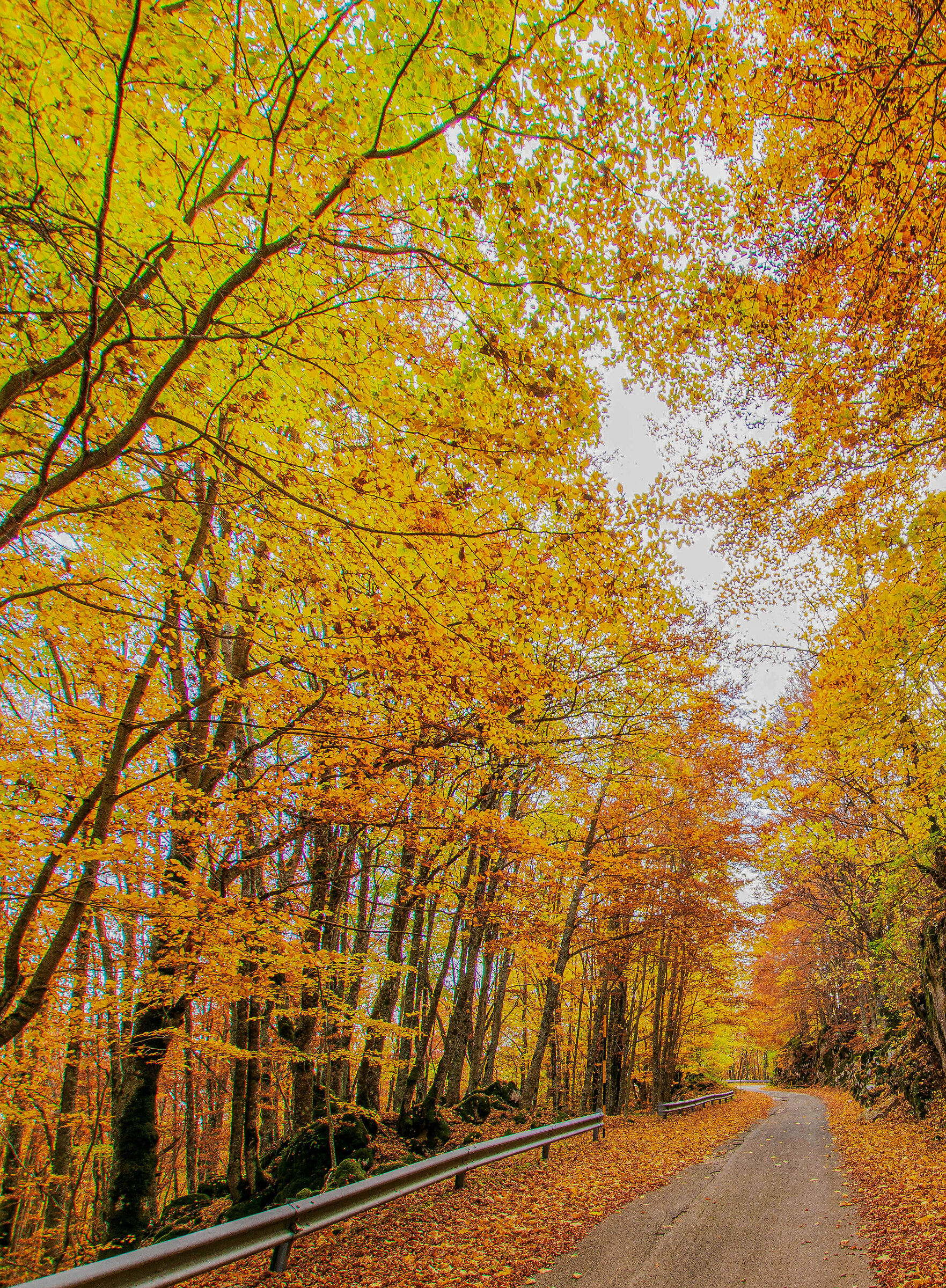 I colori dell'autunno 2022