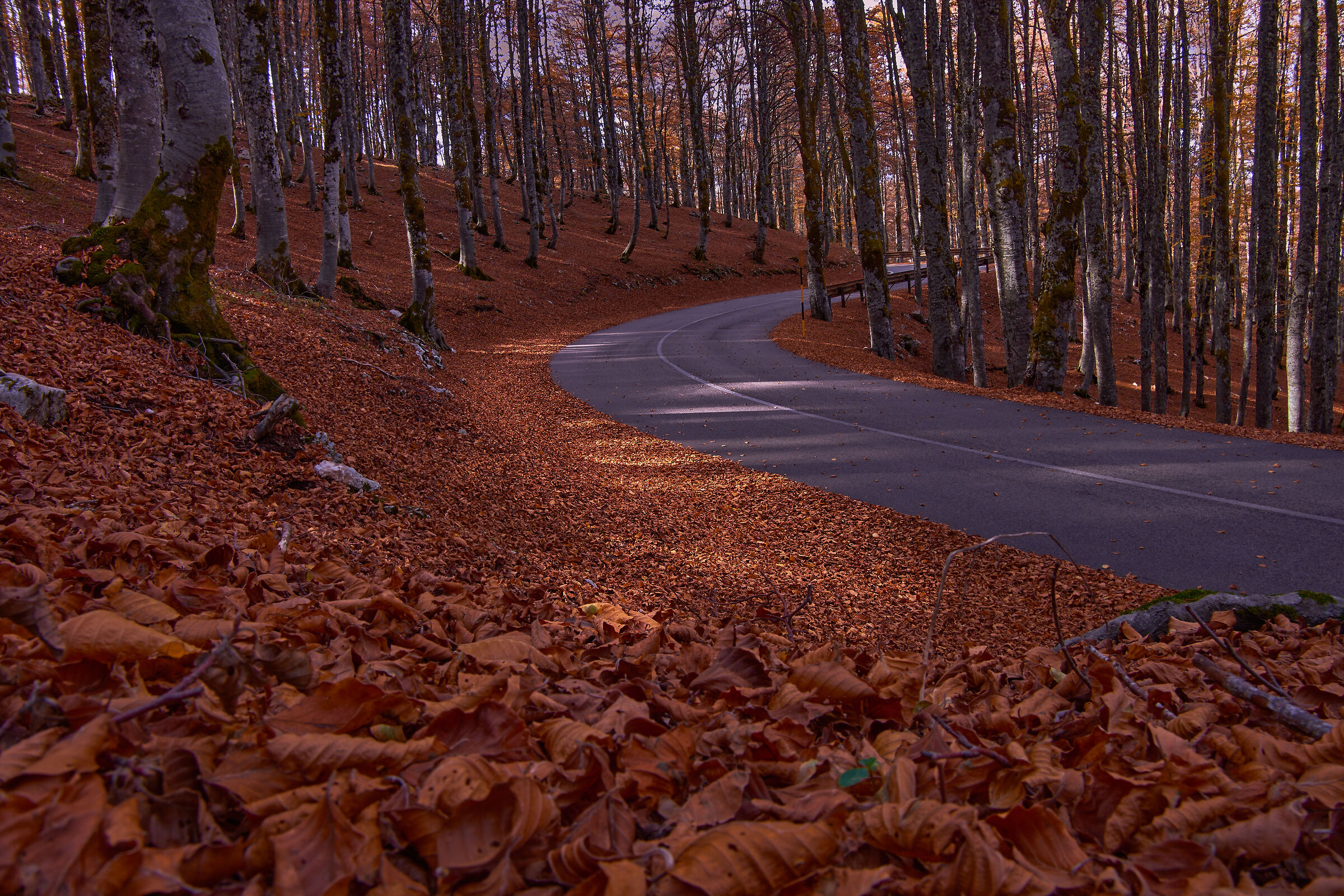 Foliage in Abruzzo