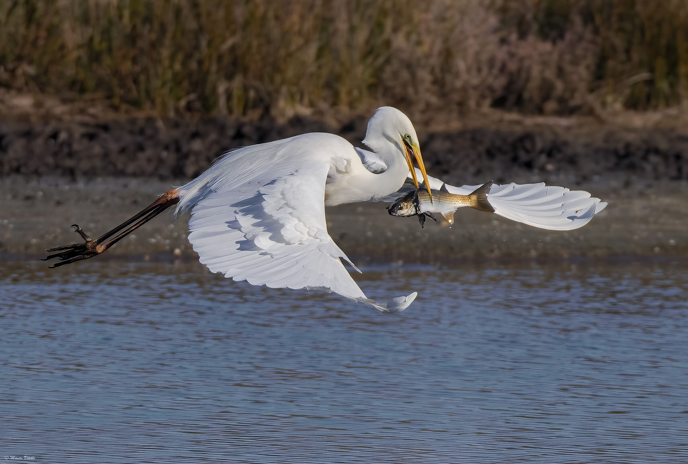 Great white heron (Casmerodius albus)