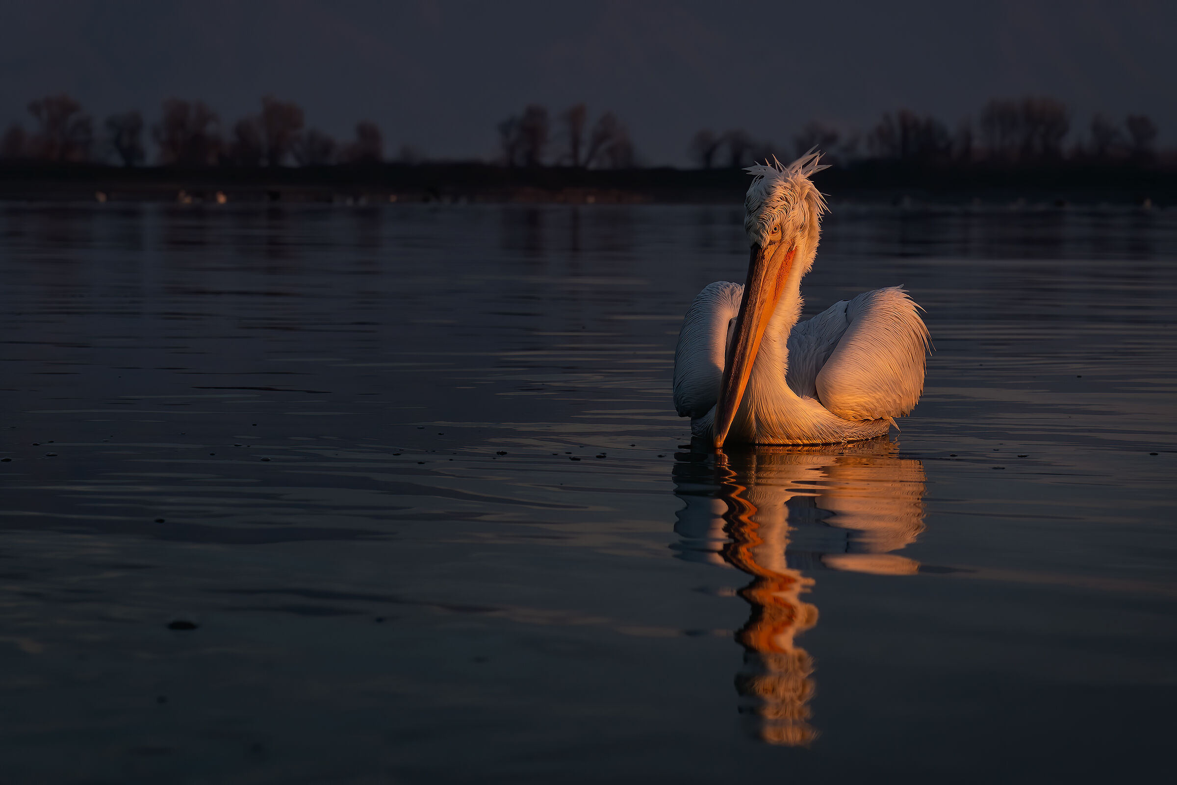 Solitario nell'ultima luce