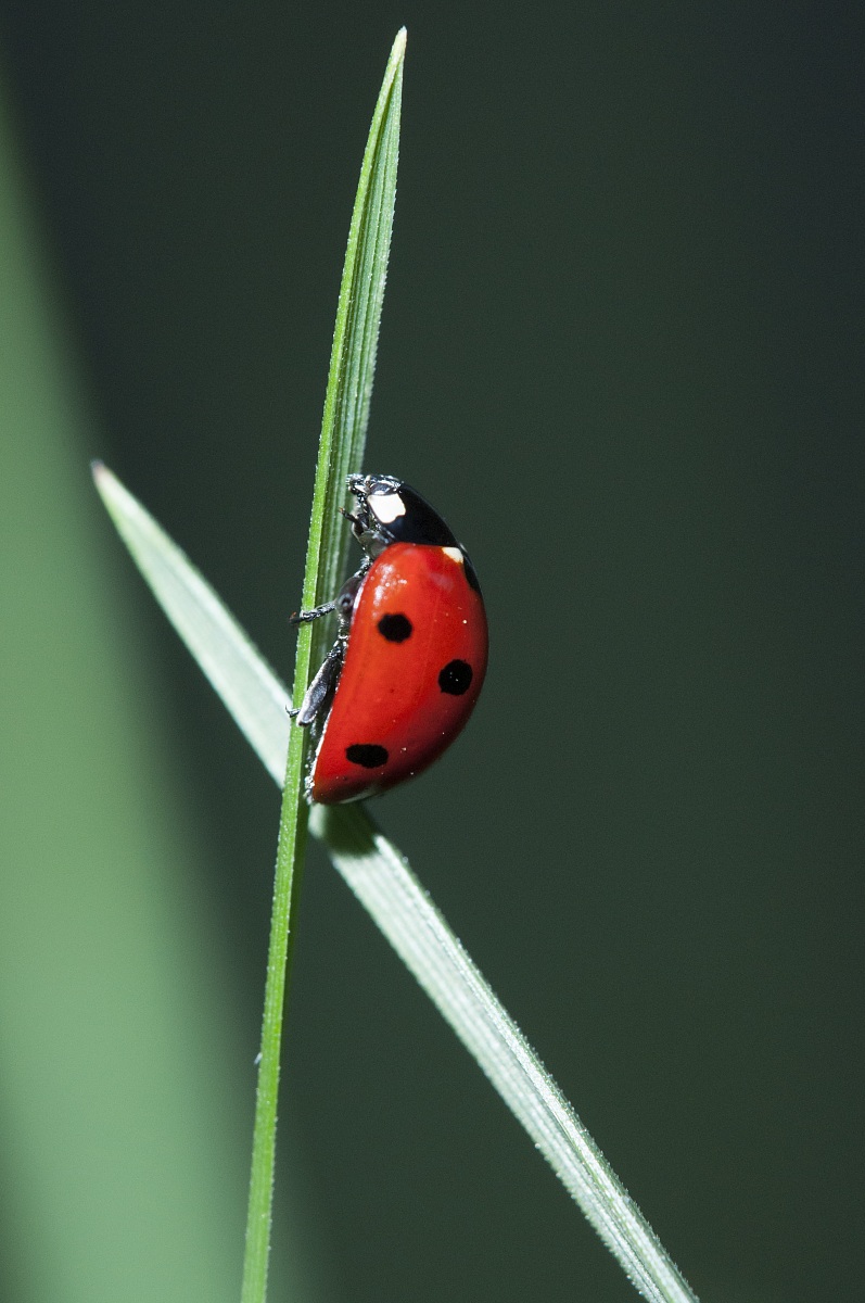 Coccinella
